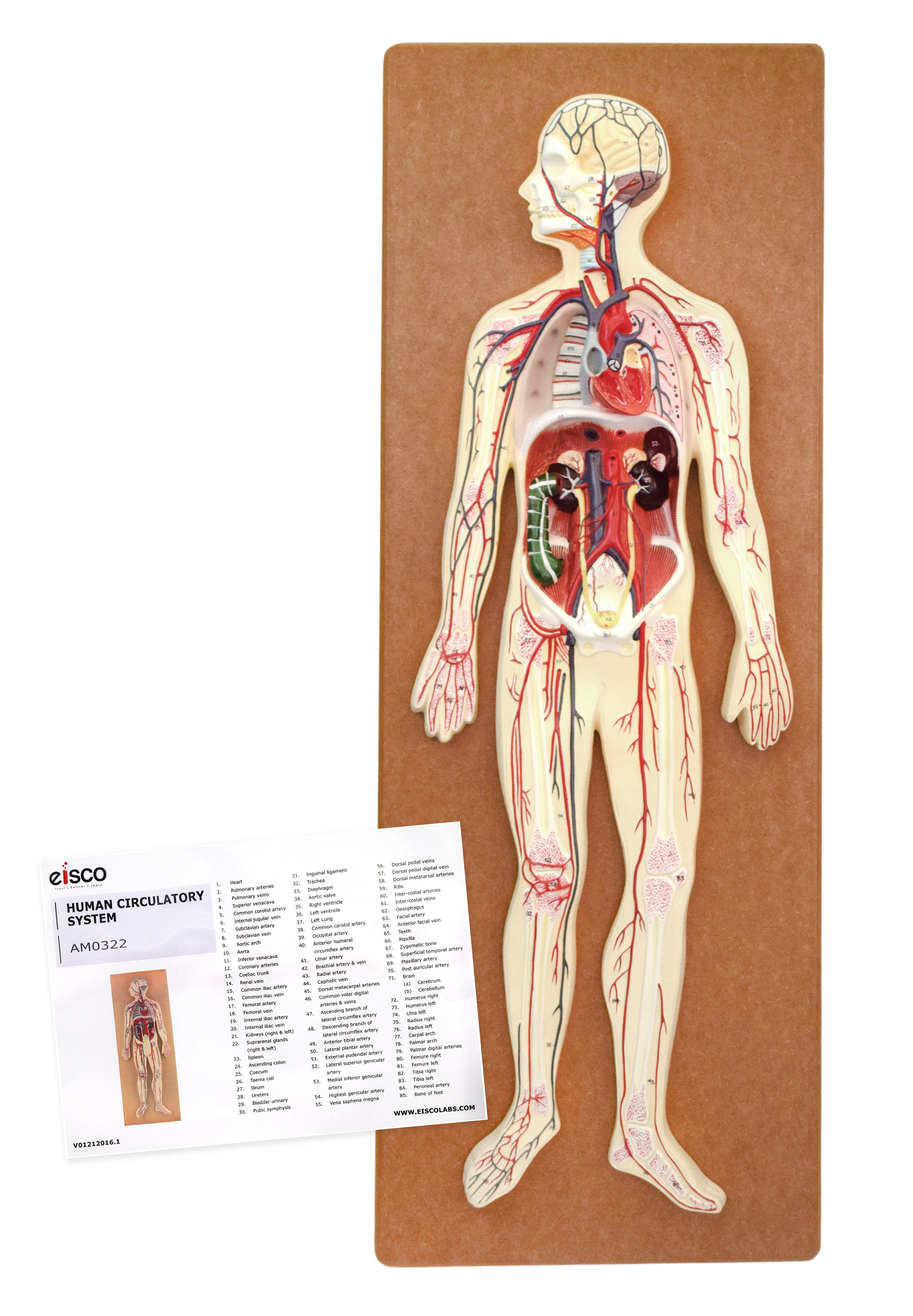 Human Circulatory System Model, Half Natural Size, on 32 x 12" Base