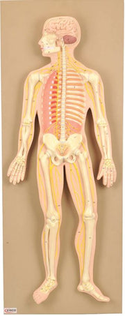 Human Nervous System Model, Mounted