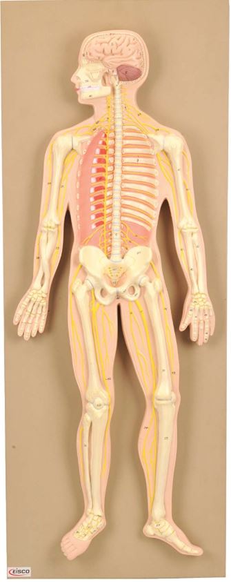 Human Nervous System Model, Mounted