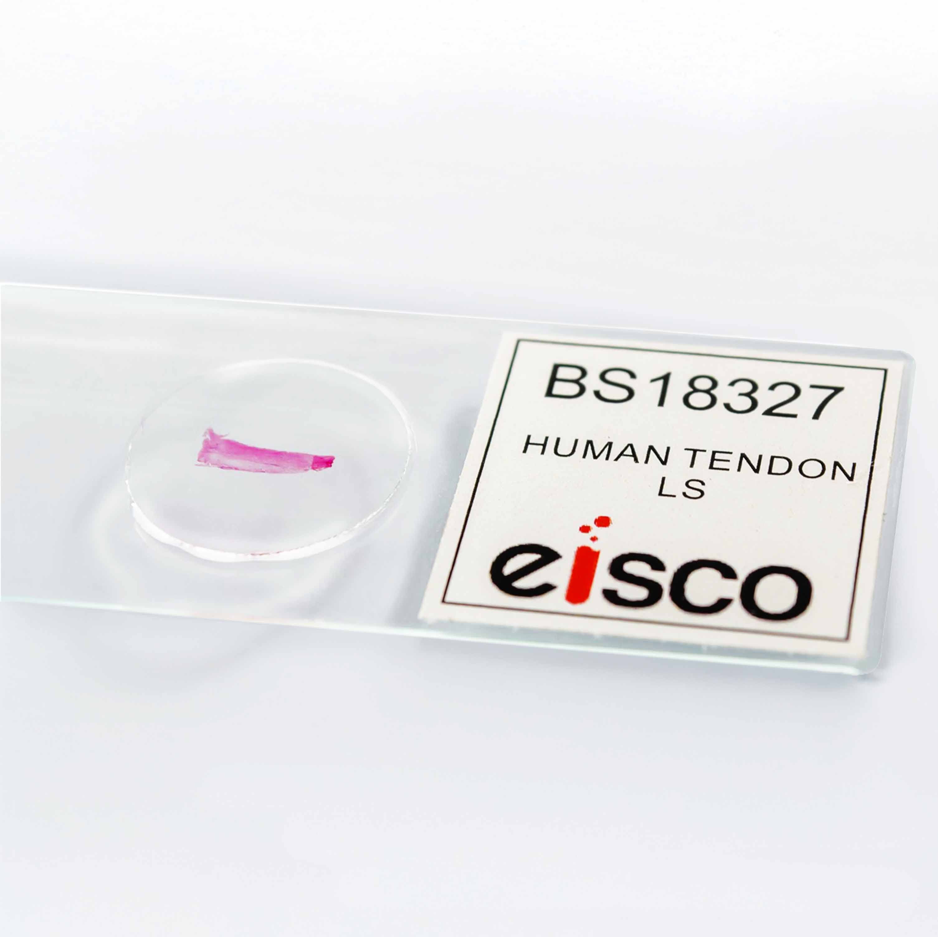 Human Tendon Longitudinal Section Prepared Microscope Slide