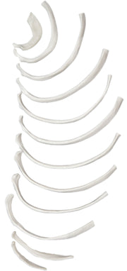 12-Piece Disarticulated Human Rib Bone Set, Half