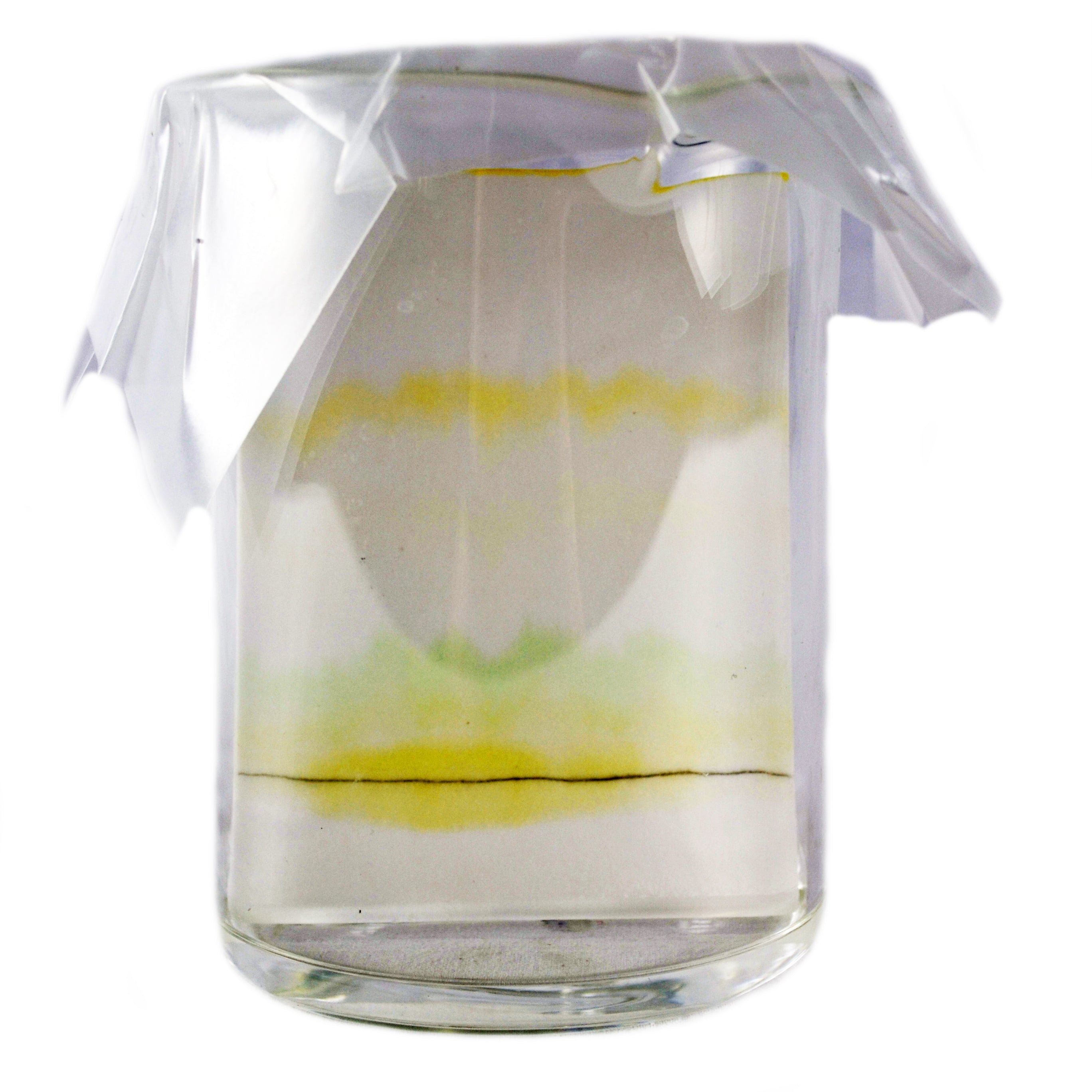 Chromatography of Plant Pigments Kit