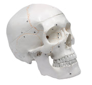 Numbered 3-Part Human Skull Model with Painted Sutures