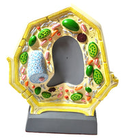 Free-Standing Plant Cell Model, 10.5 x 8.5", Magnified
