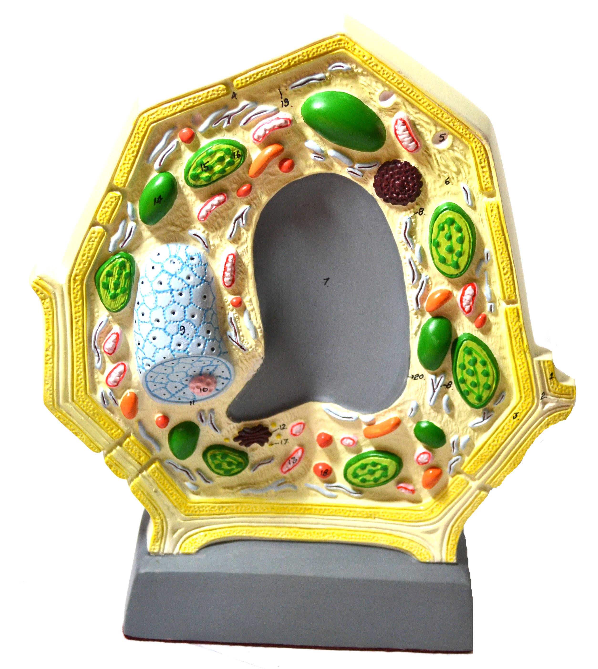 Free-Standing Plant Cell Model, 10.5 x 8.5", Magnified