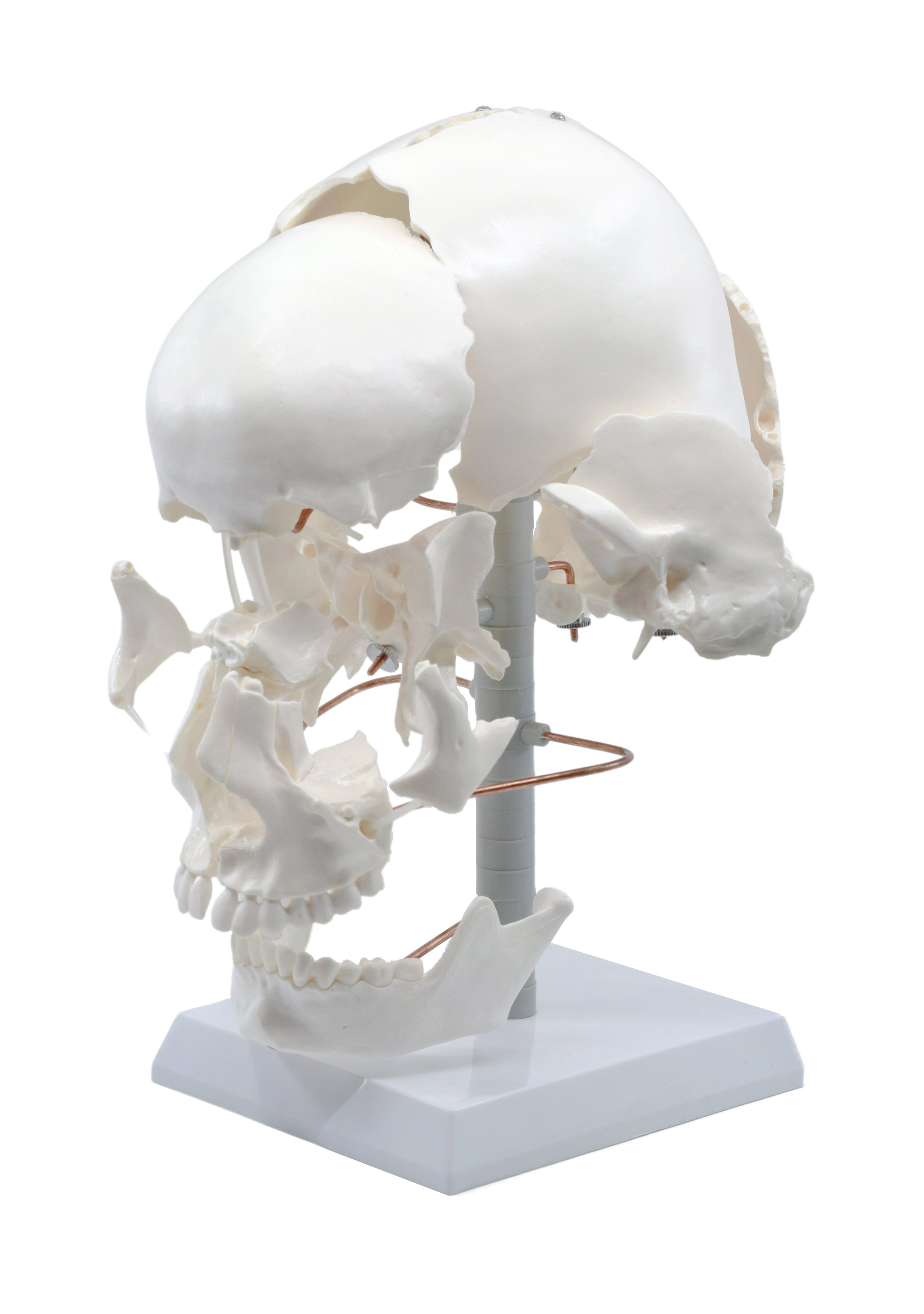 Beauchene Exploded Skull Model, Life Size, 13-Part on Articulated Stand