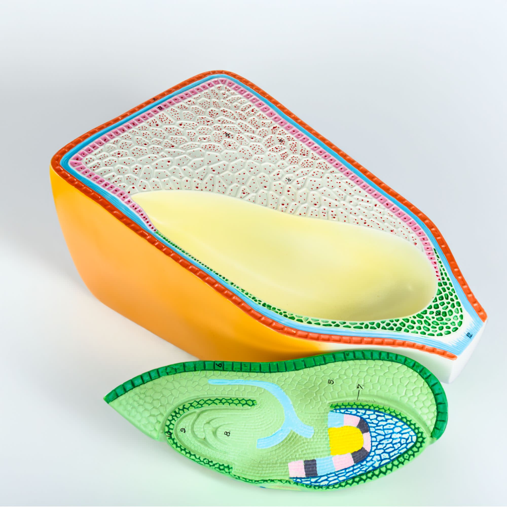 2-Part Corn Seed Model for Plant Anatomy