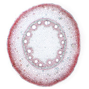 Monocot Root Cross Section Prepared Microscope Slide