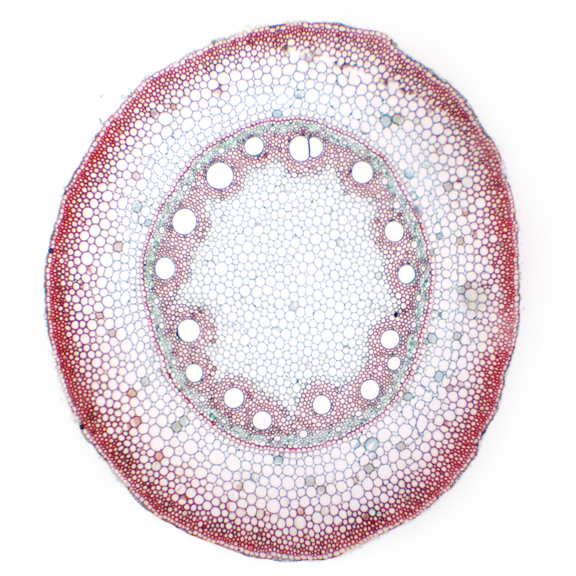 Monocot Root Cross Section Prepared Microscope Slide