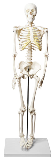 Half-Size Human Skeleton Model with Articulated Mandible, Rod-Mounted