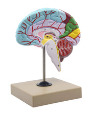 Life-Size Half Brain Cross-Section Model, Color-Coded with Mount