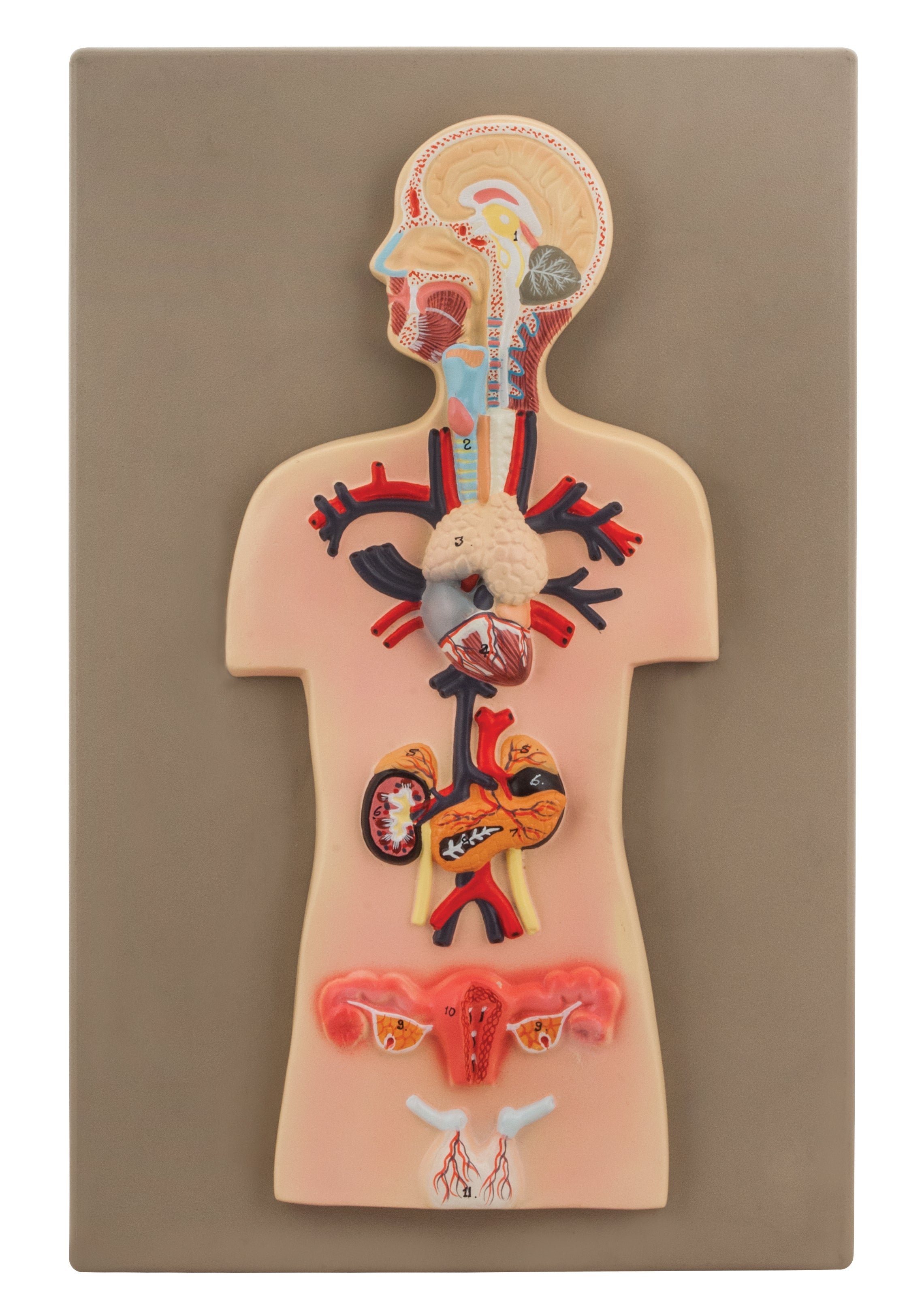 Miniature Human Endocrine System Anatomical Model, 15 x 10"