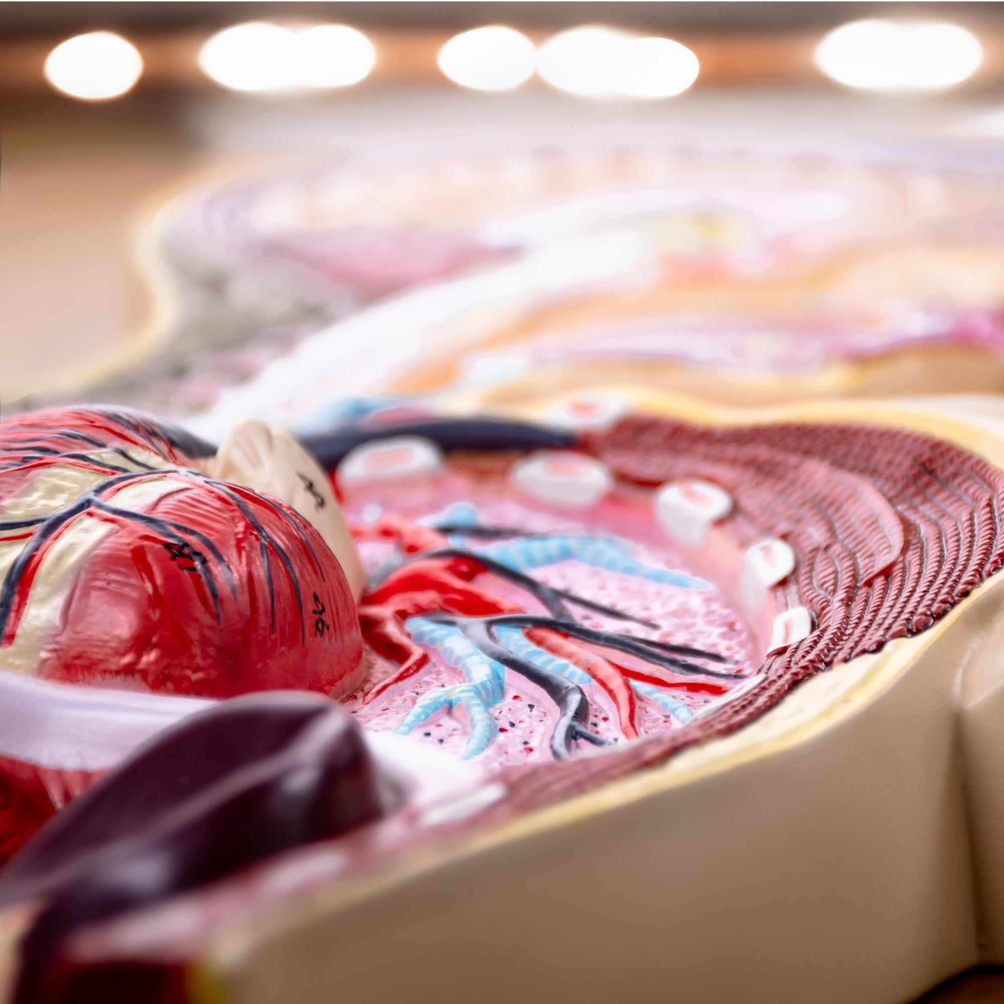 Human Respiratory System Anatomical Model on Wooden Board, Hand-Painted