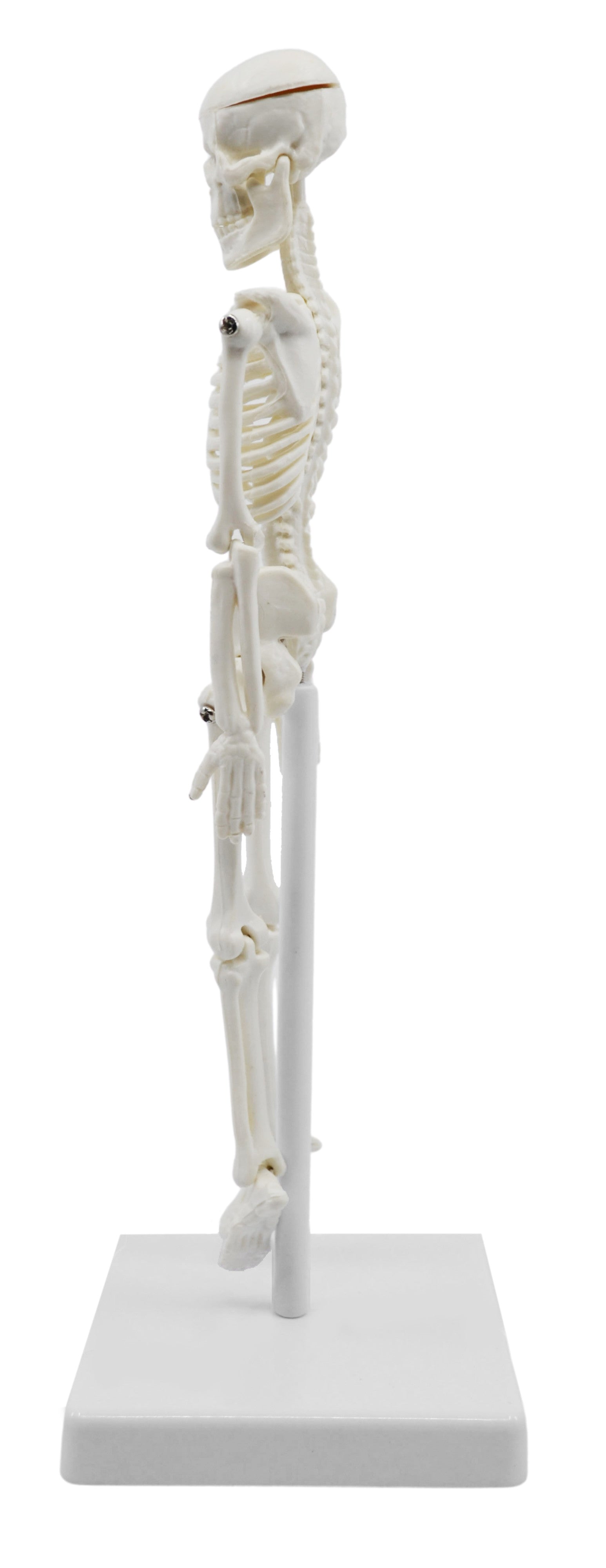Miniature Articulated Human Skeleton, 8" with Stand