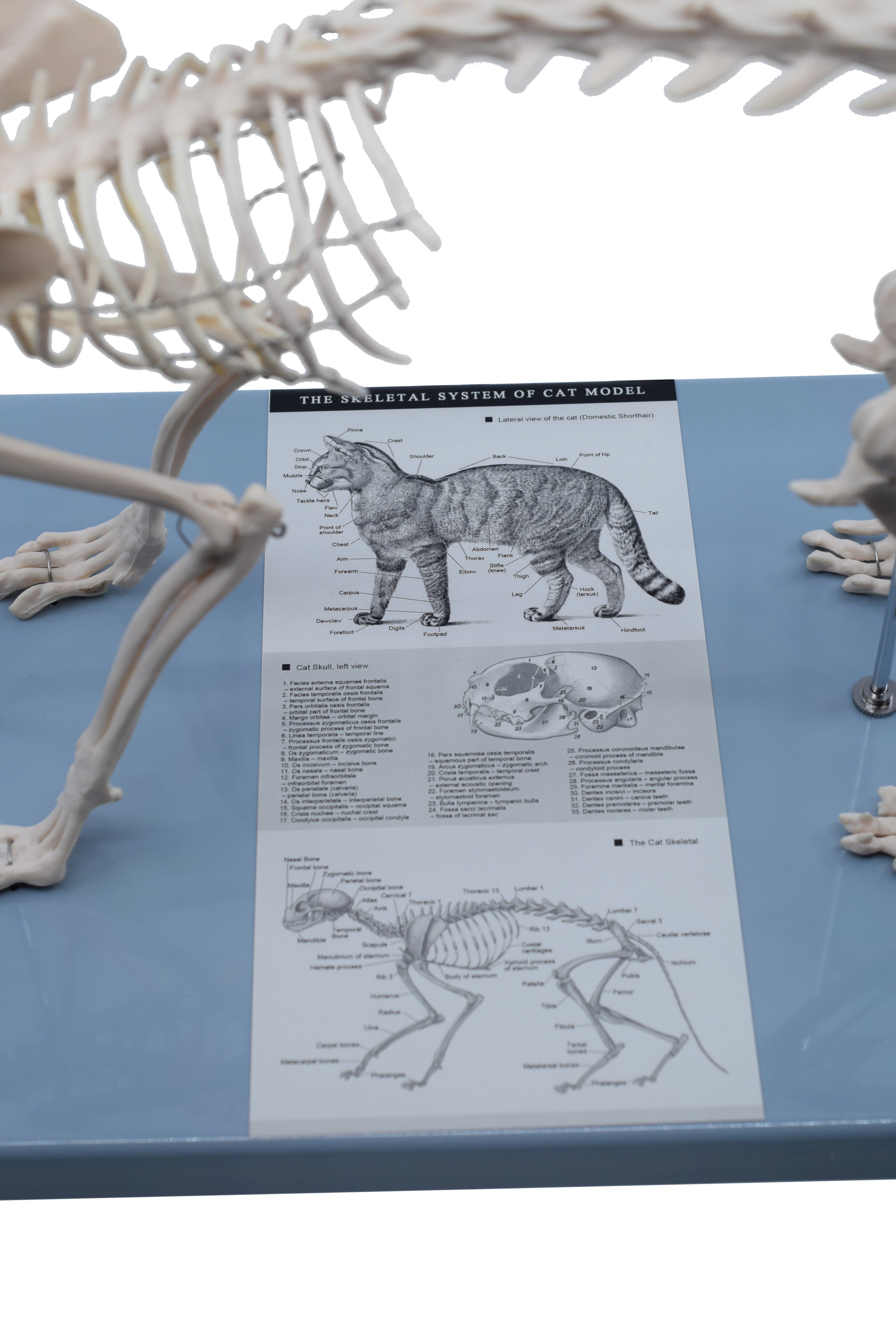 Adult Cat Skeletal System Model, Life Size, 8.25"