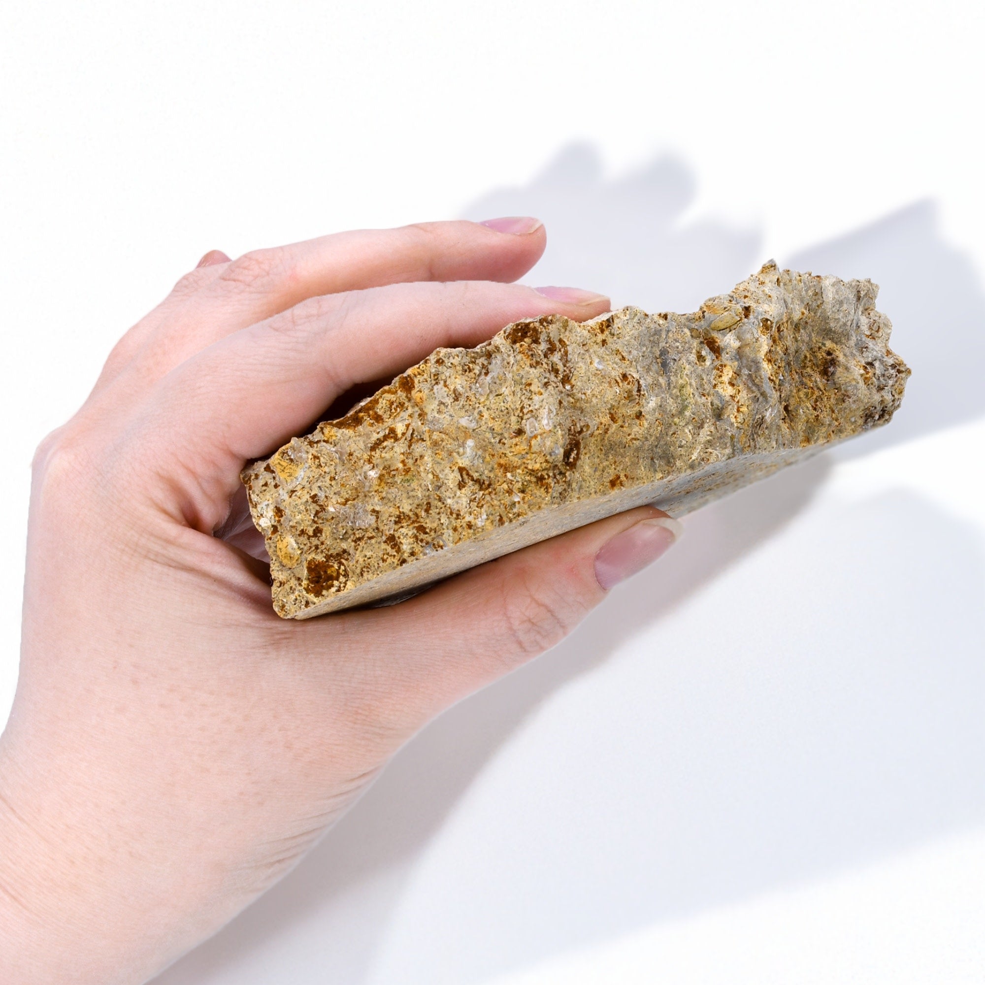 Raw Fossiliferous Limestone Sedimentary Rock Hand Sample, Approx 3 inch