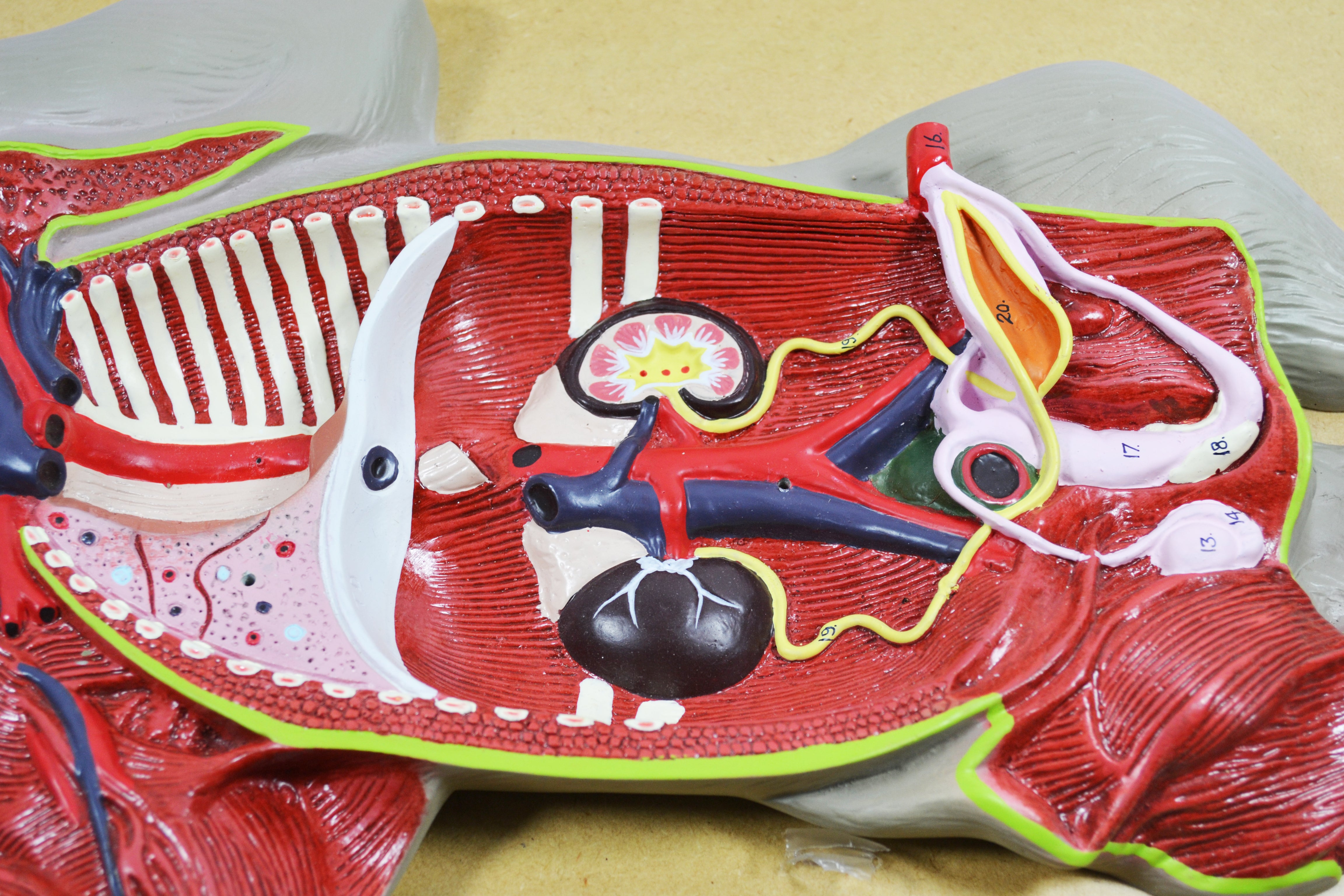 Premium Pig Dissection Anatomical Model
