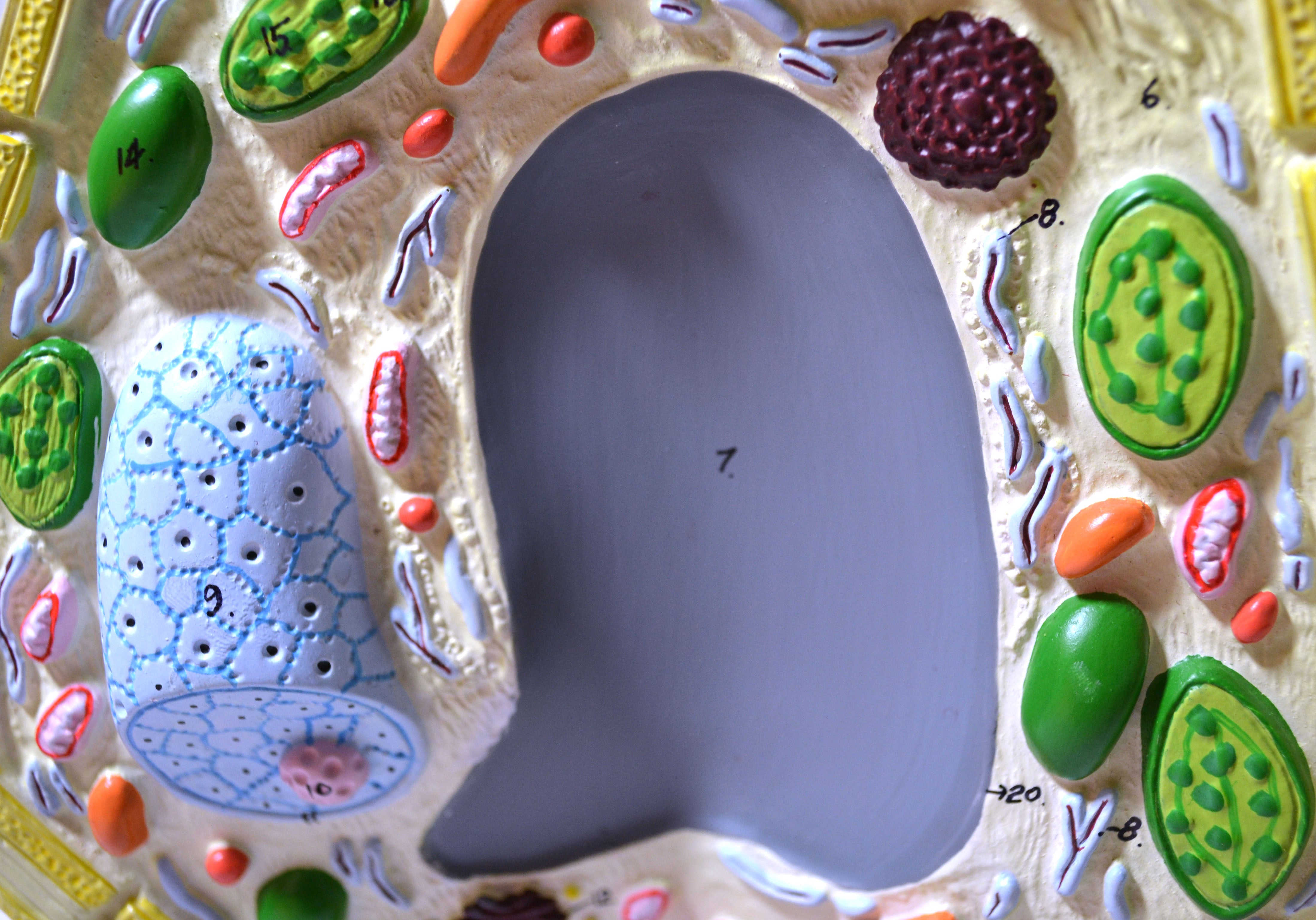 Free-Standing Plant Cell Model, 10.5 x 8.5", Magnified