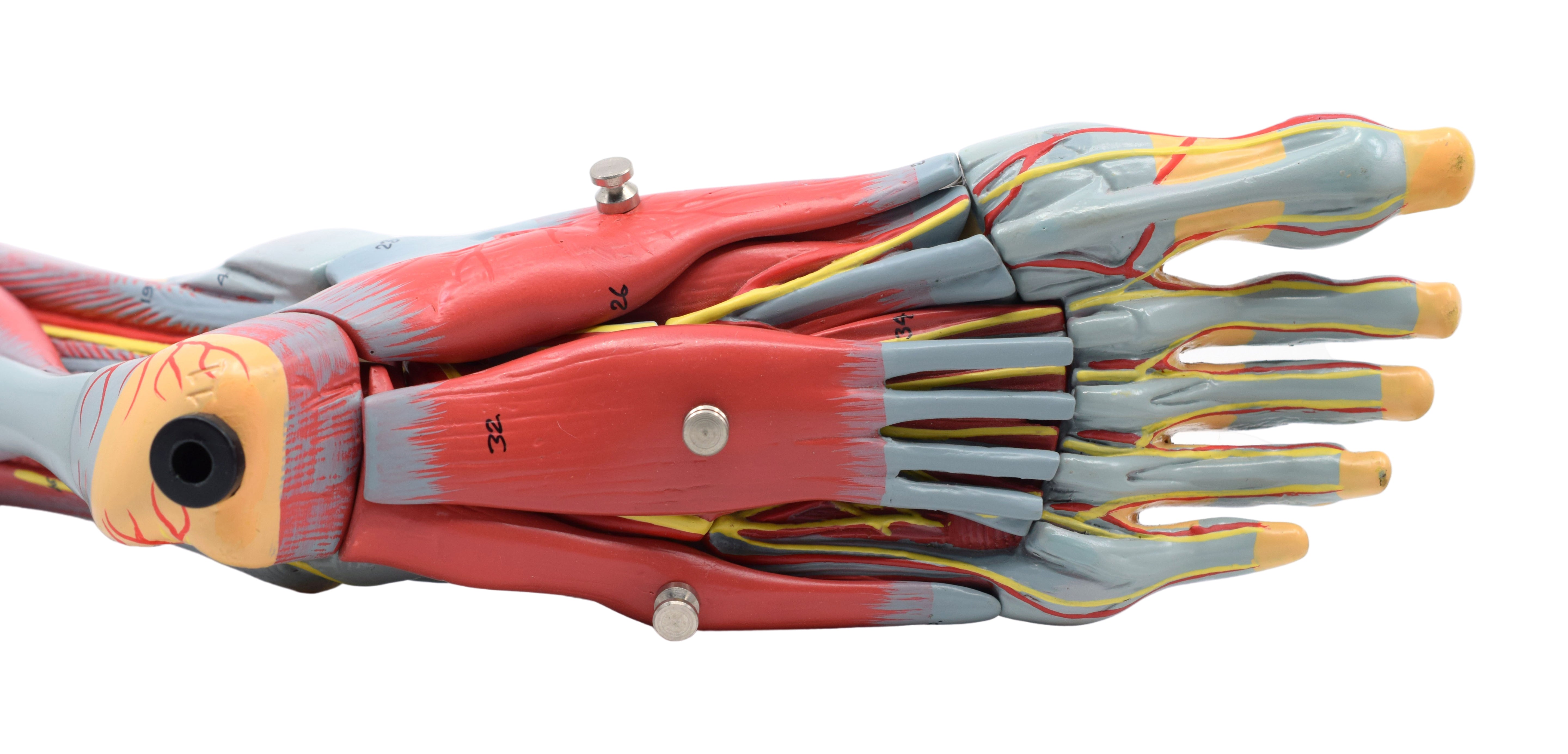 Left Foot and Ankle Muscle and Ligaments Model, Life Size, 8-Part with Mount