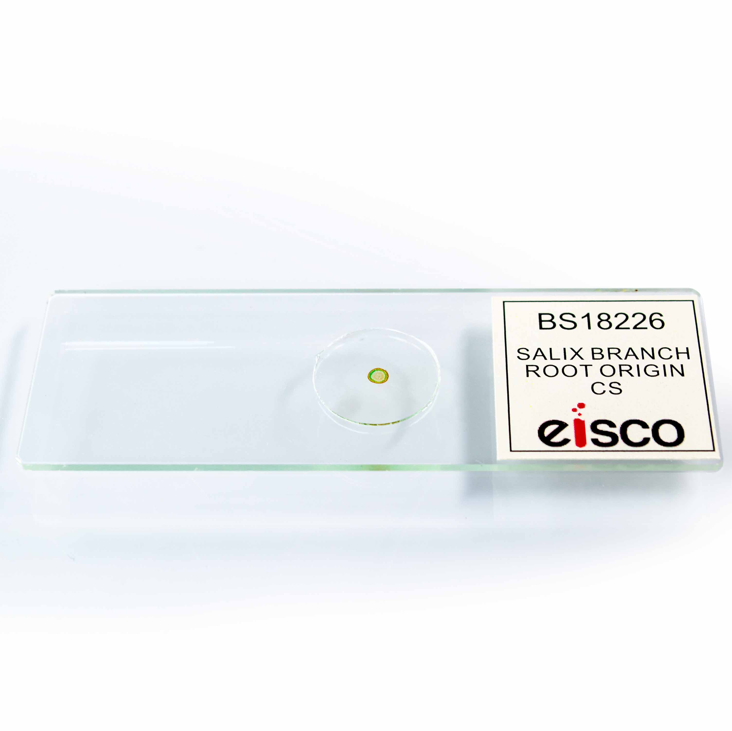 Salix Branch with Root Origin Cross-Section Prepared Microscope Slide