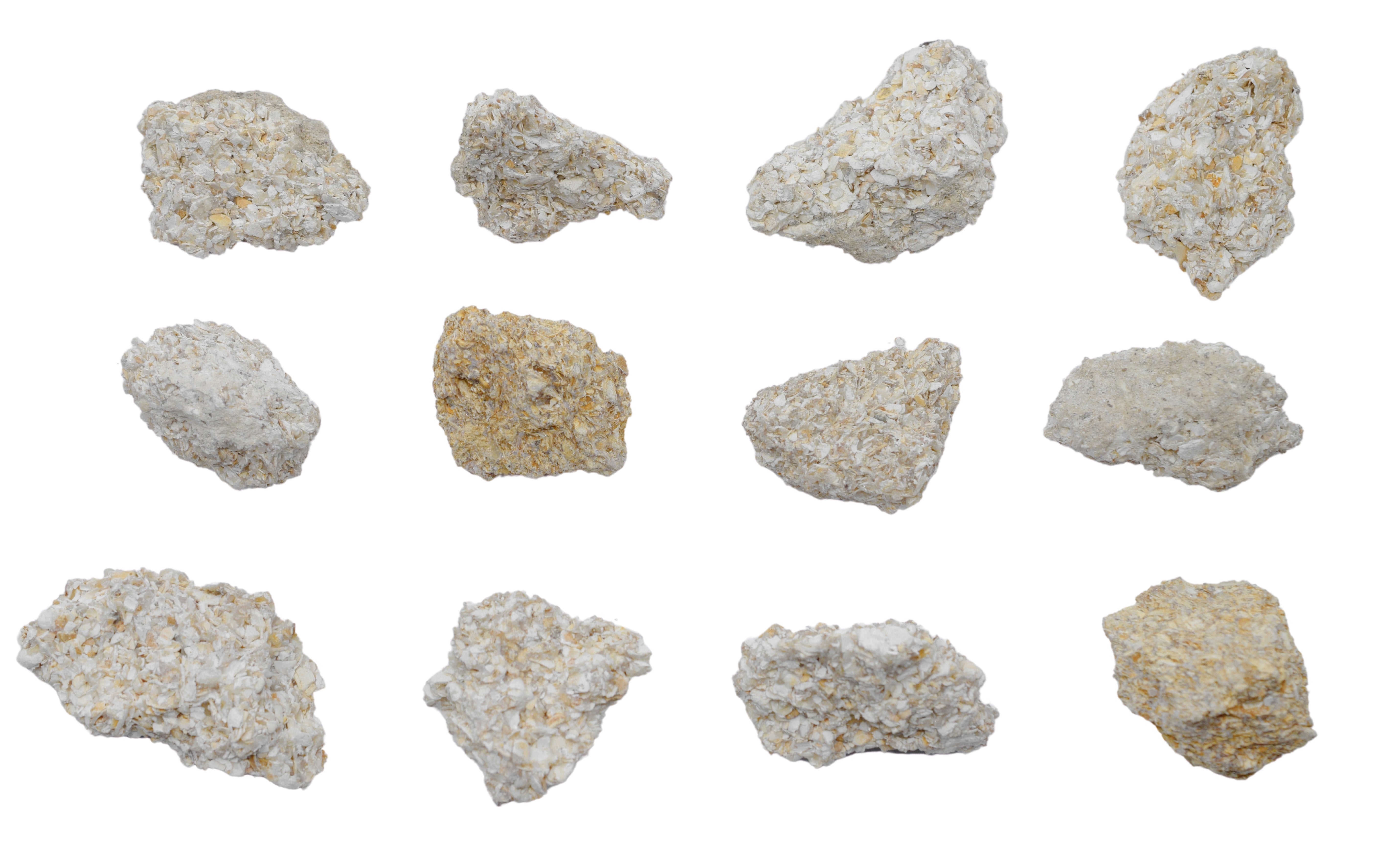 Coquina Specimen