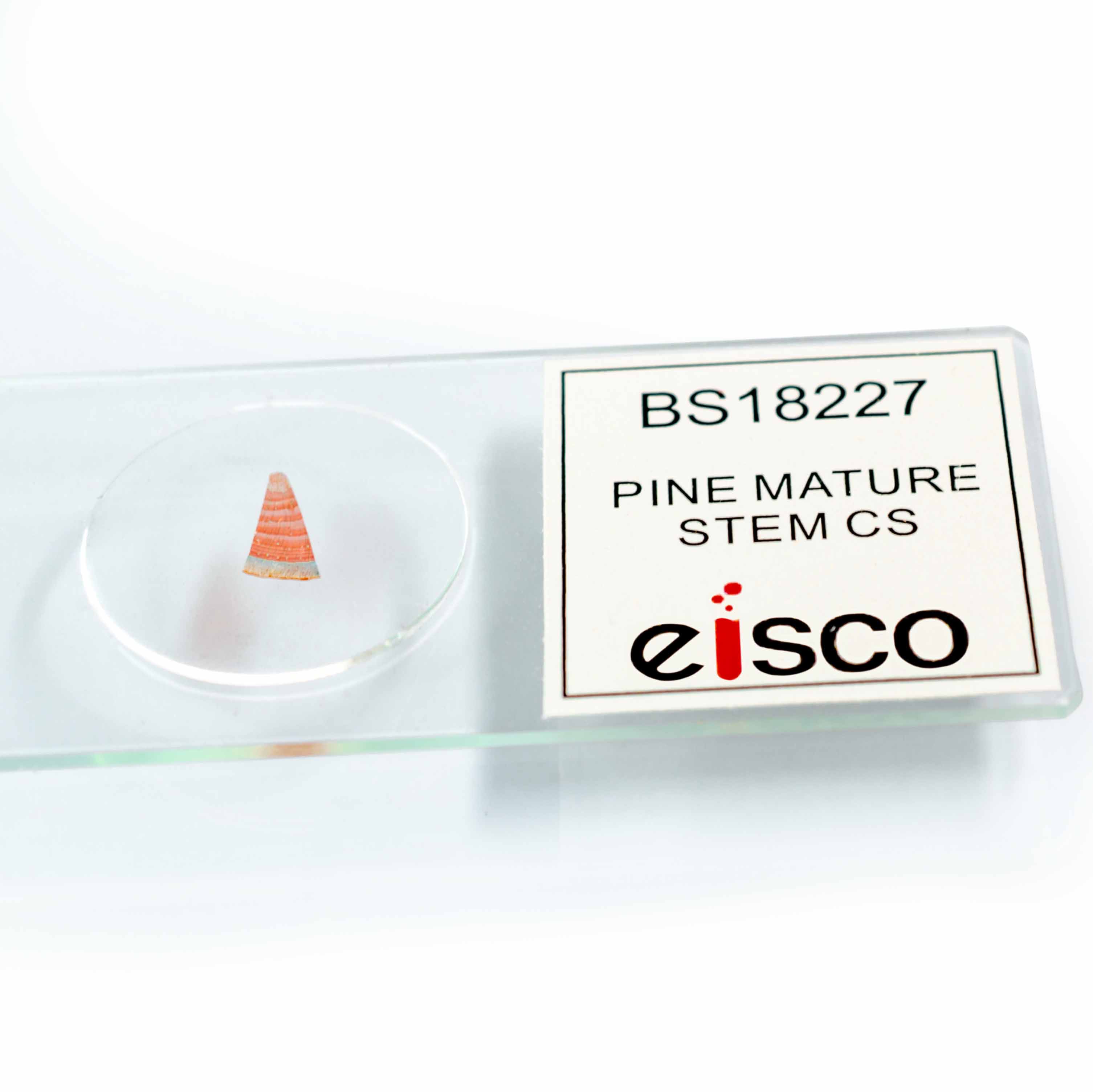 Pine Mature Stem Cross-Section Prepared Microscope Slide