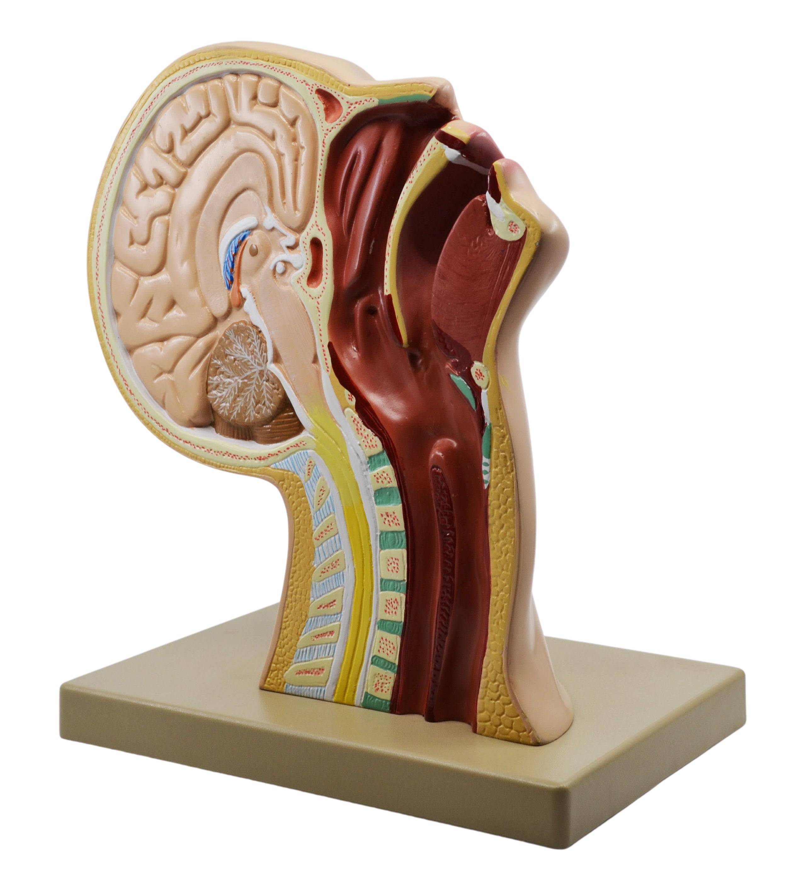 Nasal Swab Training Model