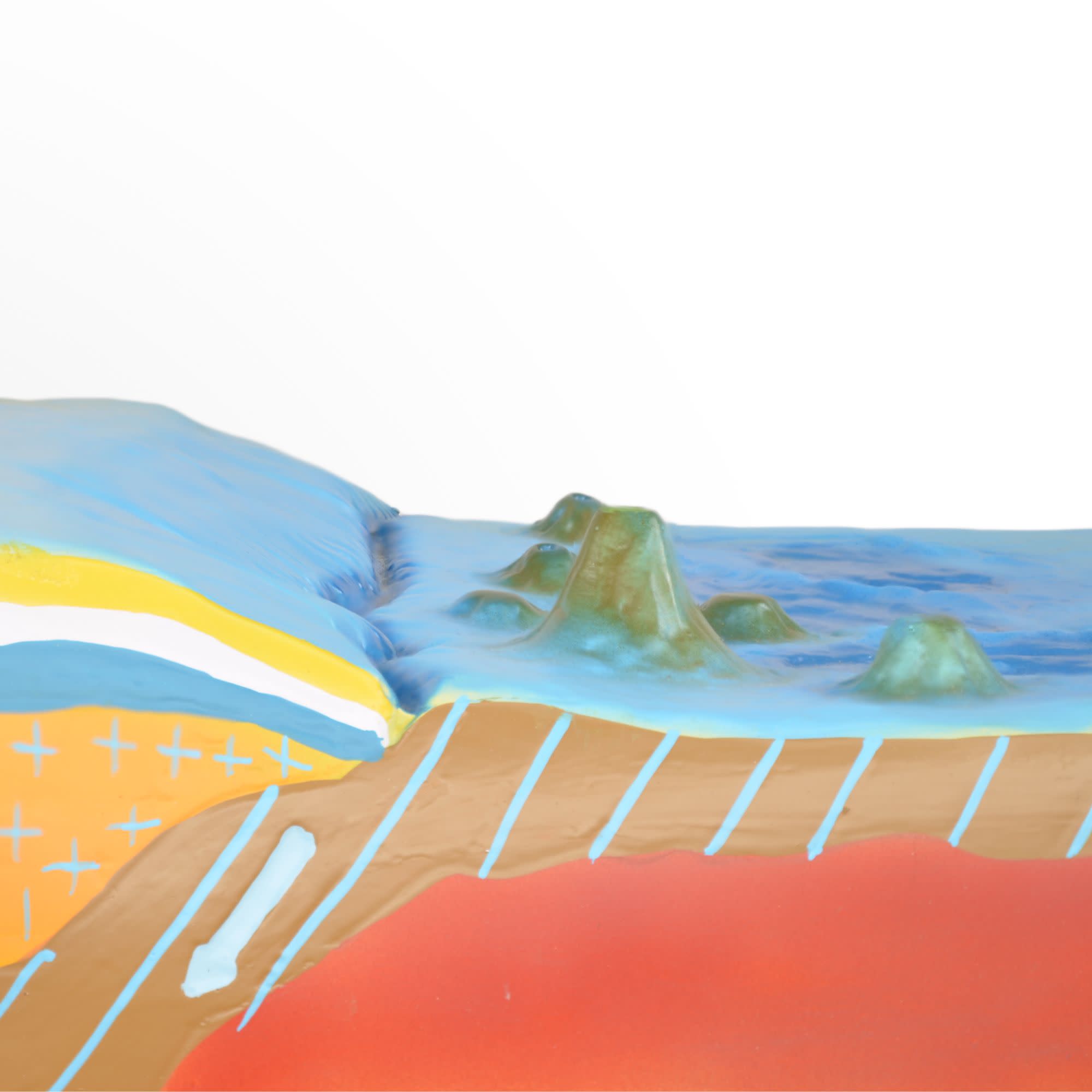 Sea Floor Wall-Mounted Teaching Model