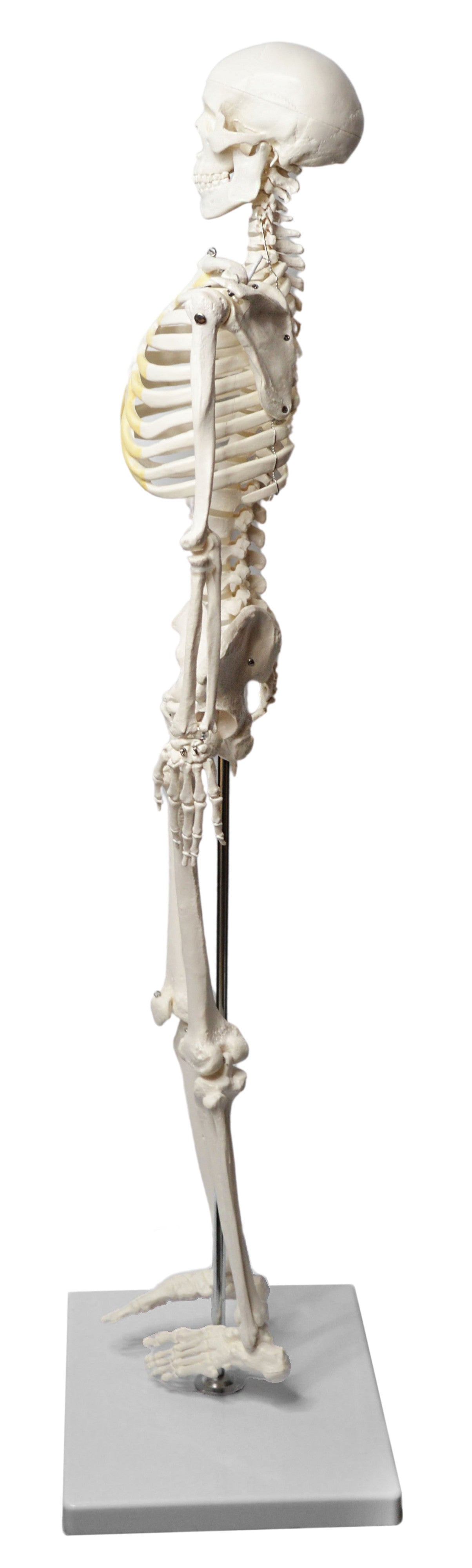 Half-Size Human Skeleton Model with Articulated Mandible, Rod-Mounted