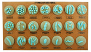 21-Model Types of Bacteria Anatomical Set on Board