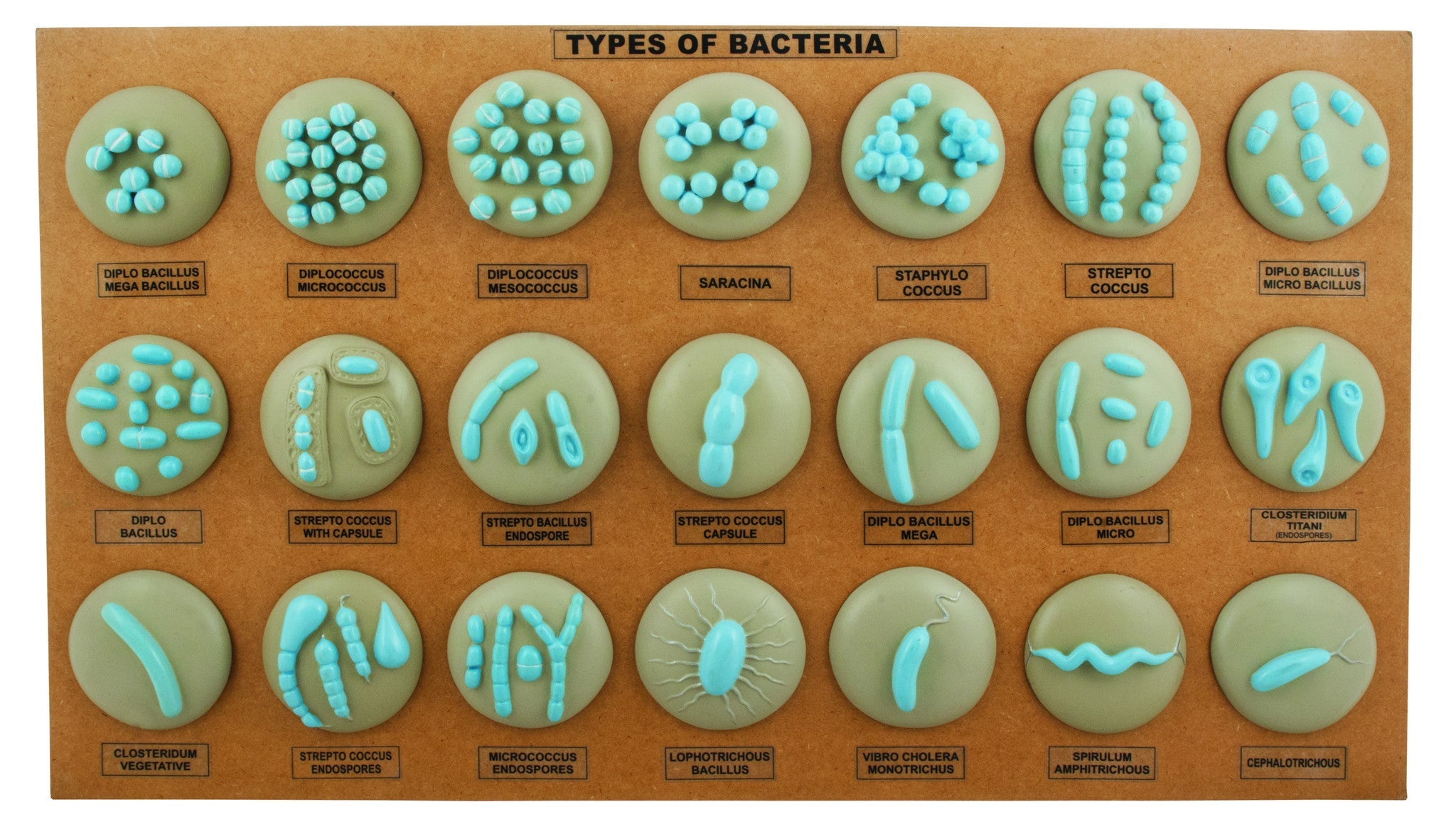 21-Model Types of Bacteria Anatomical Set on Board