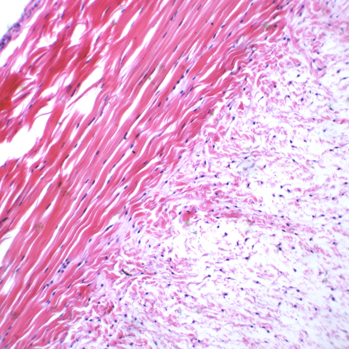 Frog Tendon Longitudinal Section Prepared Microscope Slide – The Lab ...