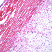 Frog Tendon Longitudinal Section Prepared Microscope Slide