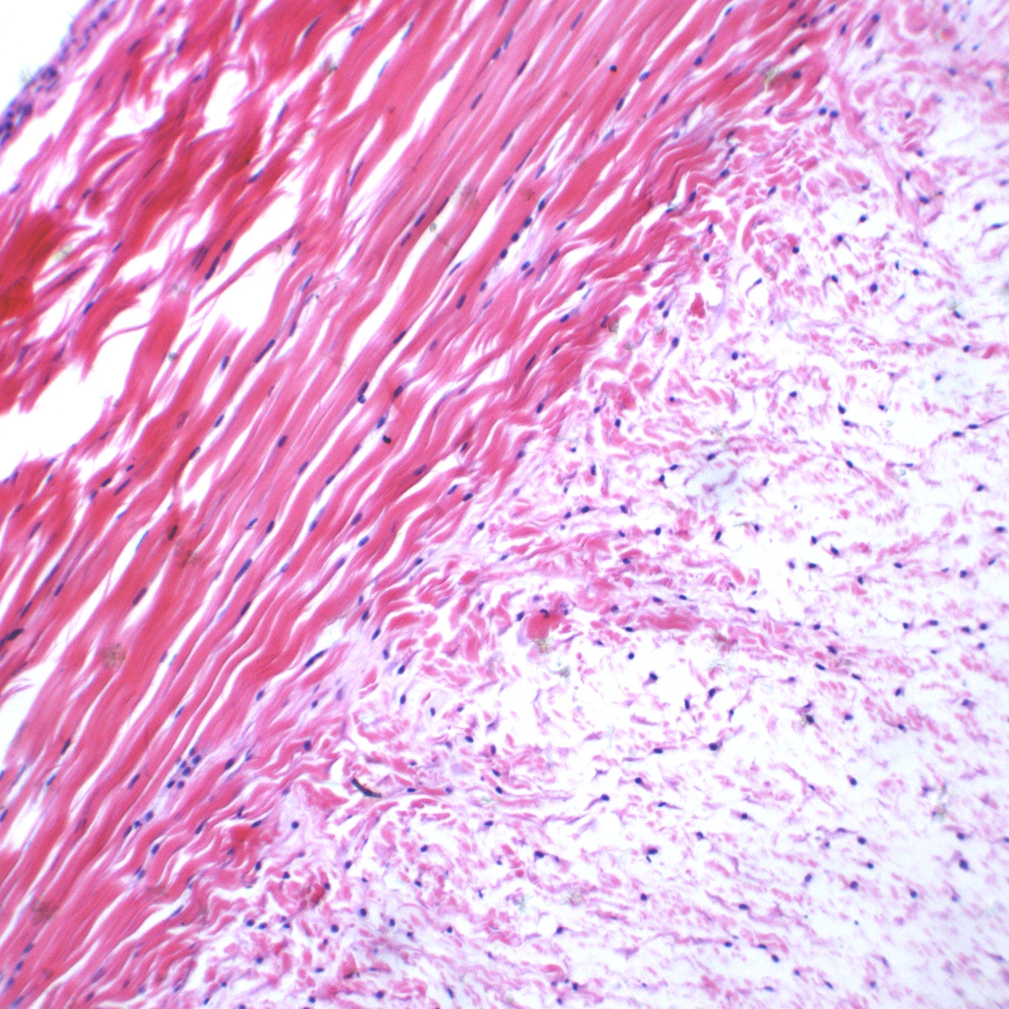 Frog Tendon Longitudinal Section Prepared Microscope Slide