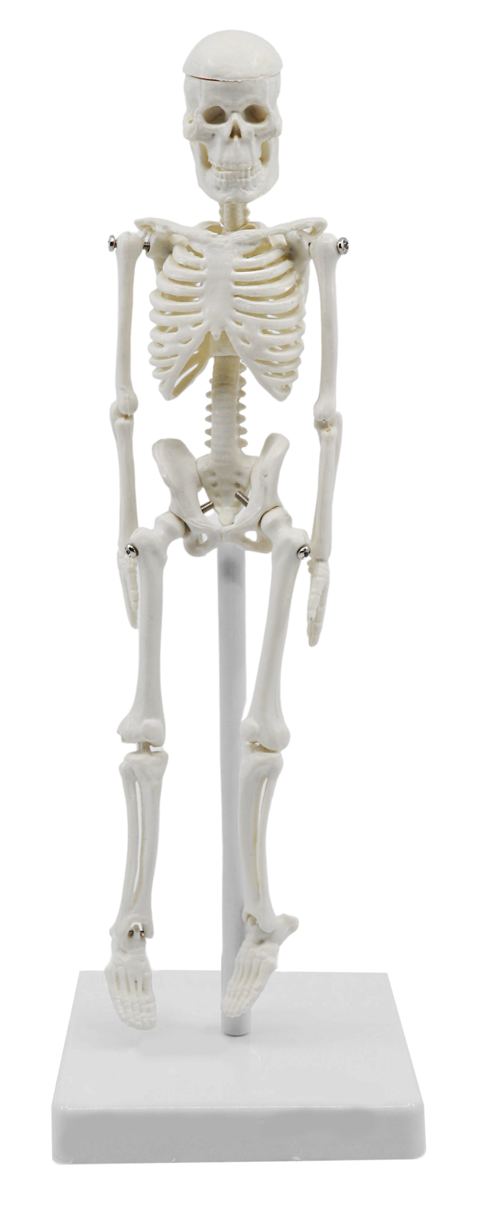 Miniature Articulated Human Skeleton, 8" with Stand
