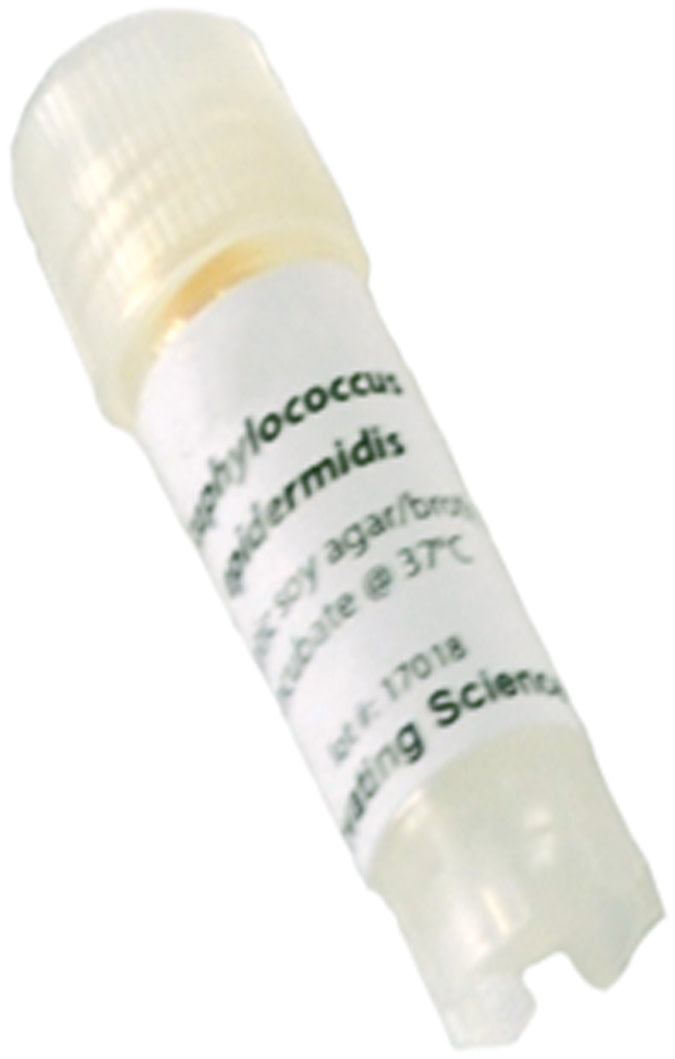 Staphylococcus Epidermidis Freeze-Dried Culture, Lyophilized Pellet in Vial