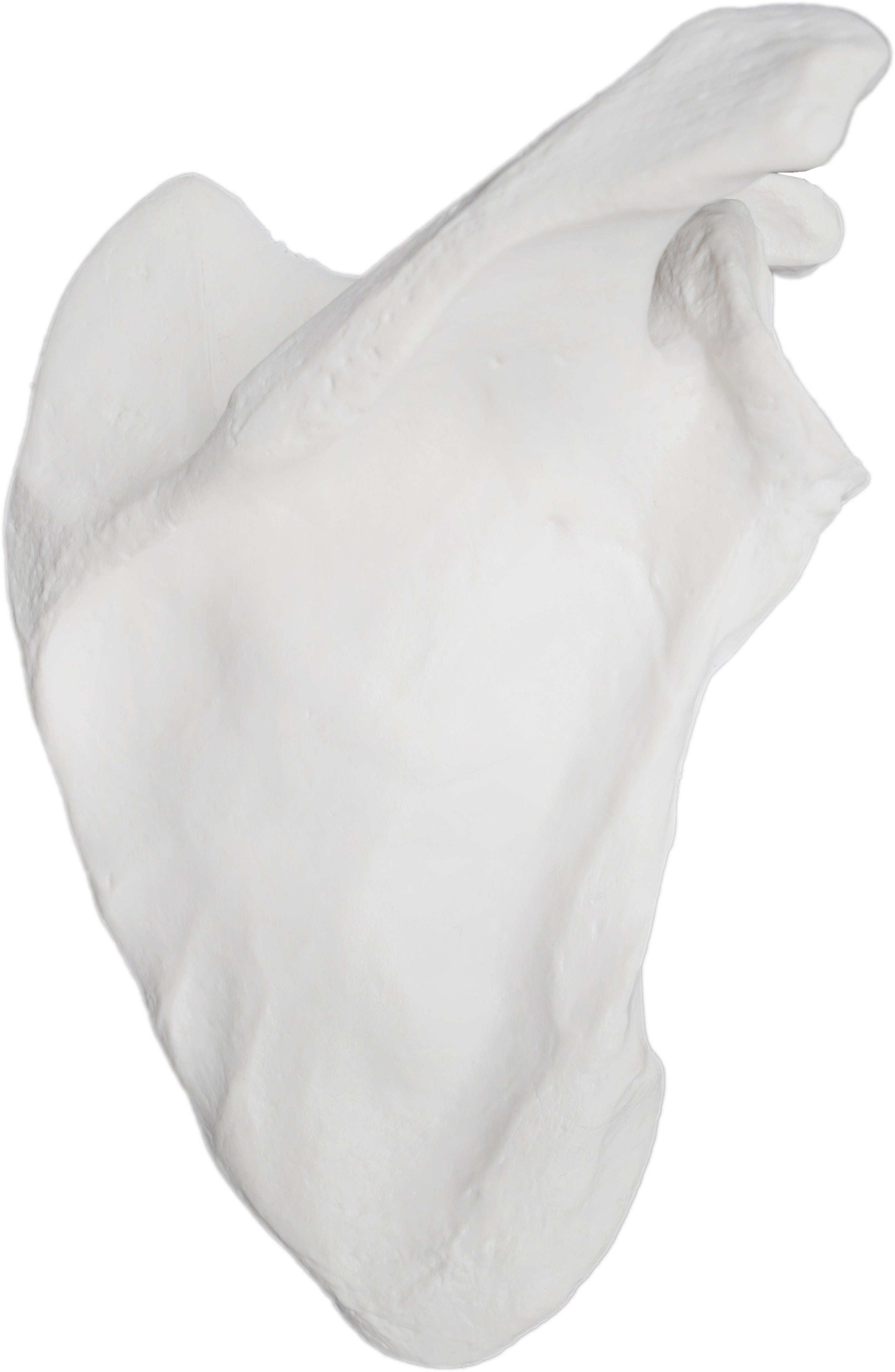 Human Scapula Bone Anatomical Model, Right