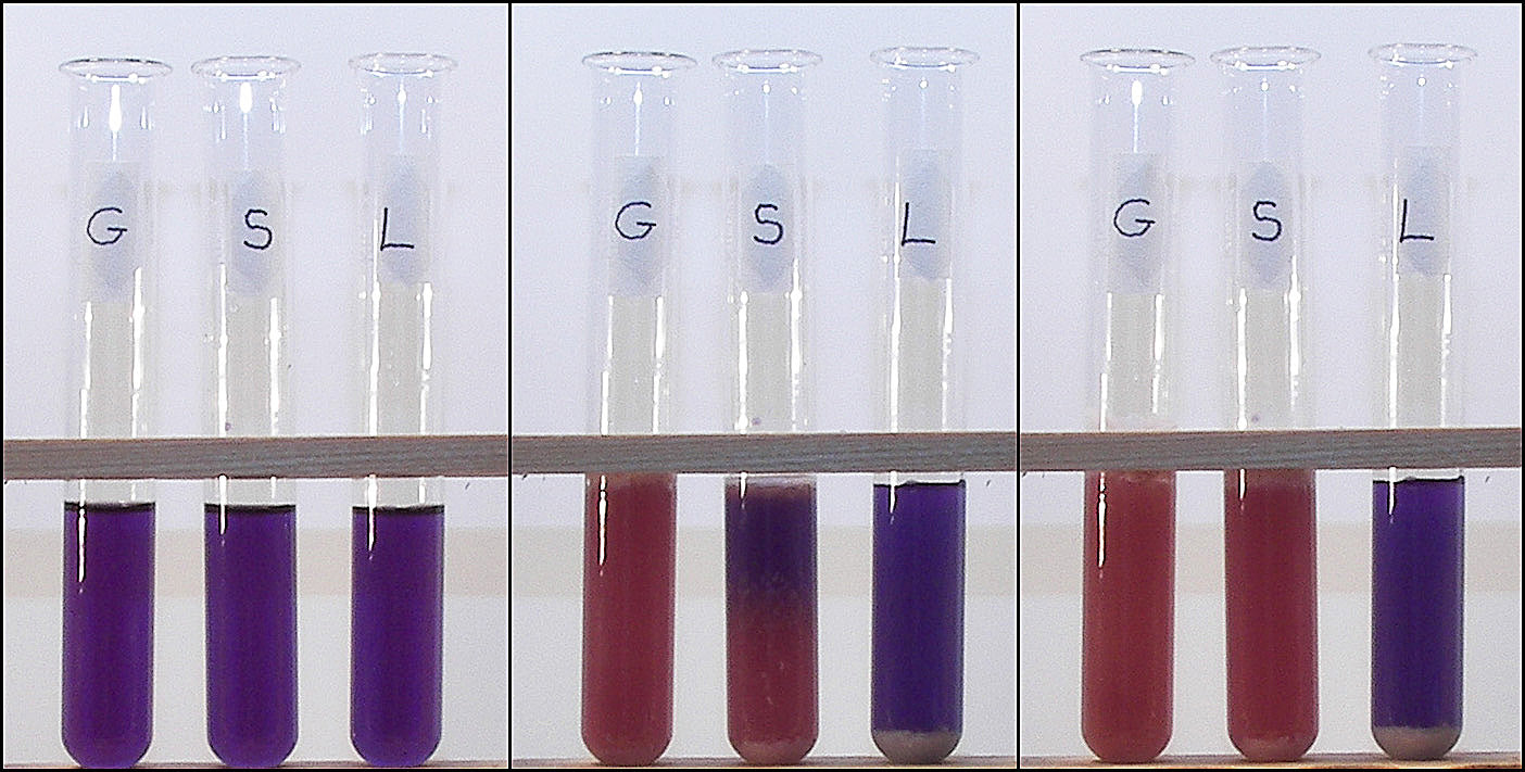Cellular Respiration Lab Kit