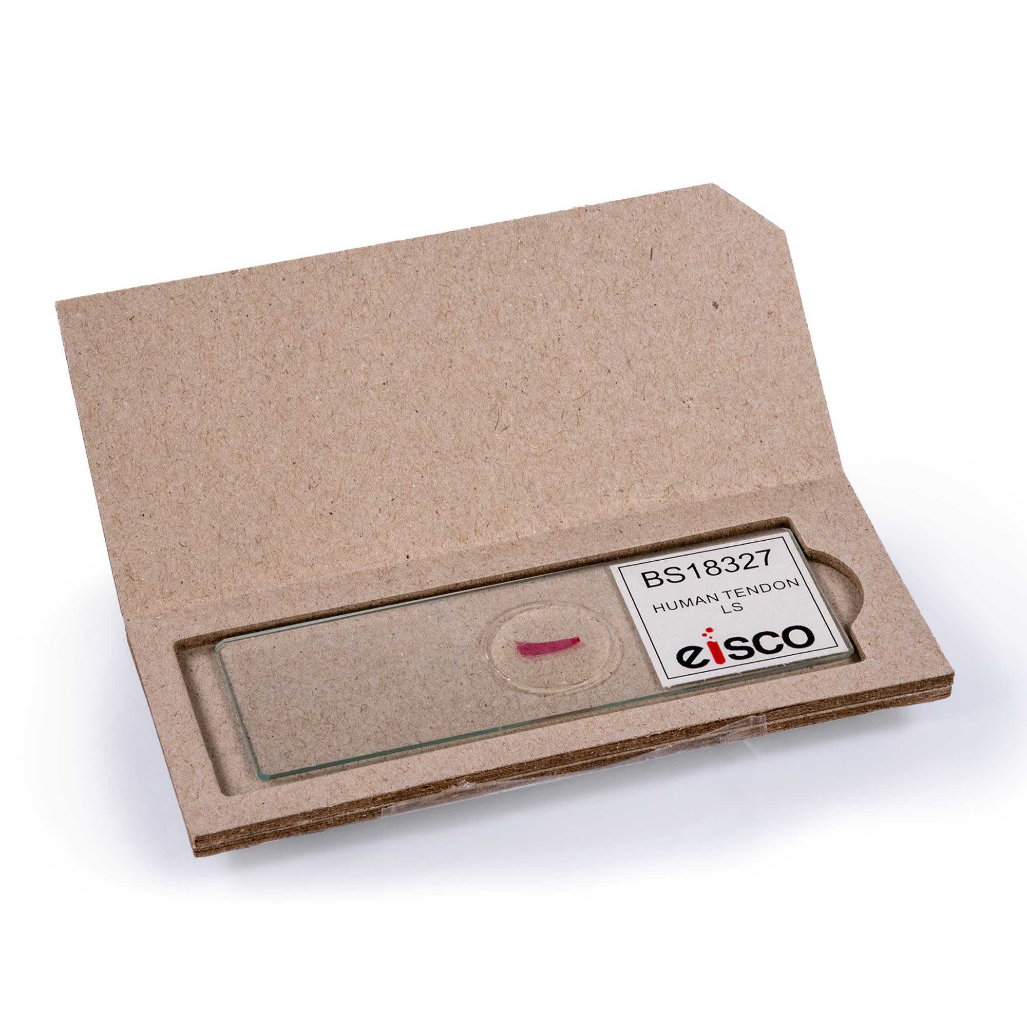 Human Tendon Longitudinal Section Prepared Microscope Slide