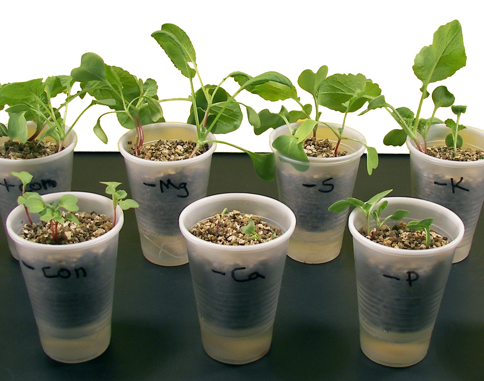 Plant Food Nutrient Deficiency Small Group Learning Experiment Kit