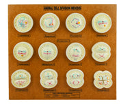 Animal Cell Meiosis Anatomical Model