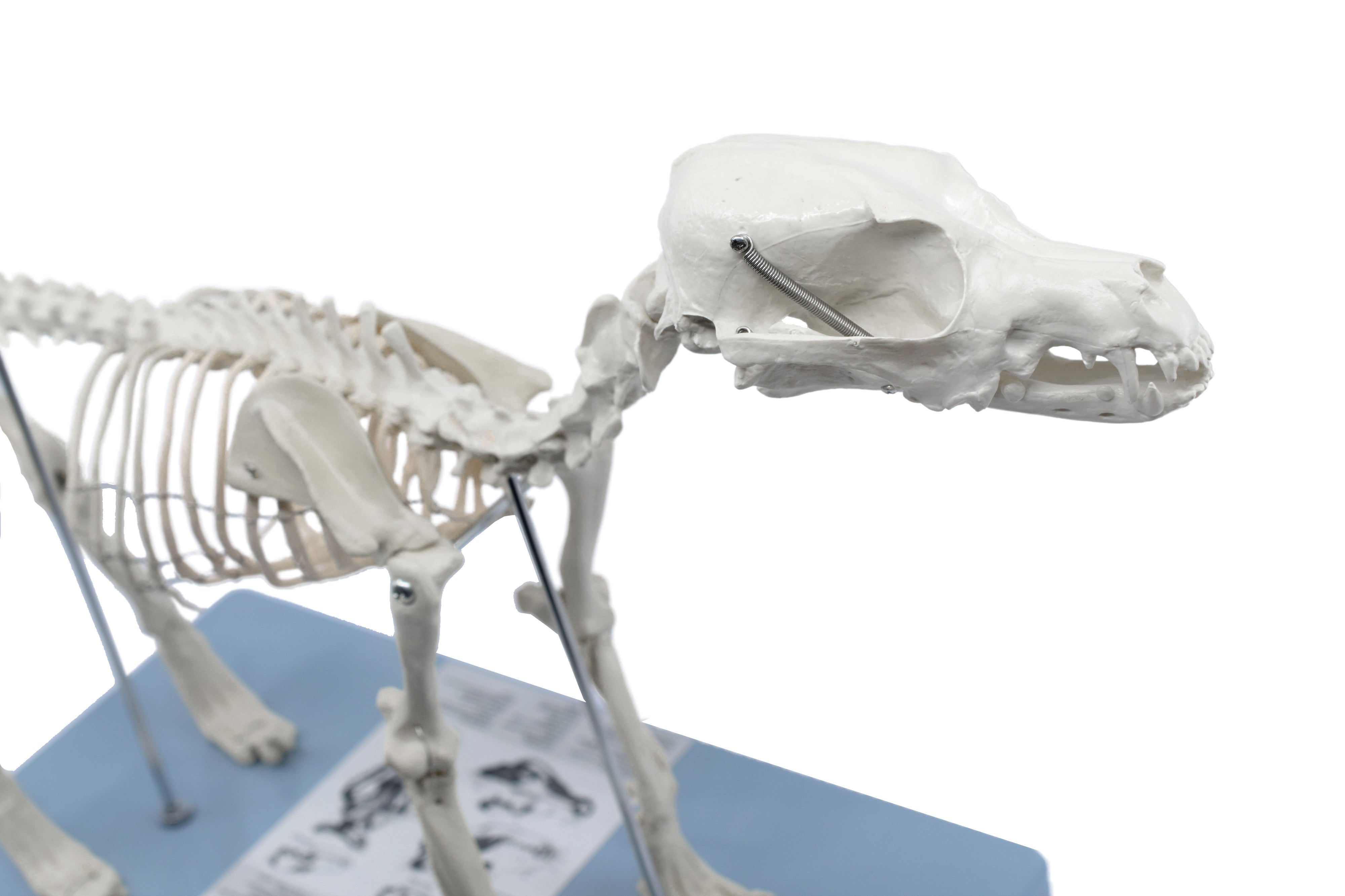 Adult Dog Skeletal System Model, Life Size, 12"