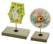 Plant and Animal Cell Comparison Model