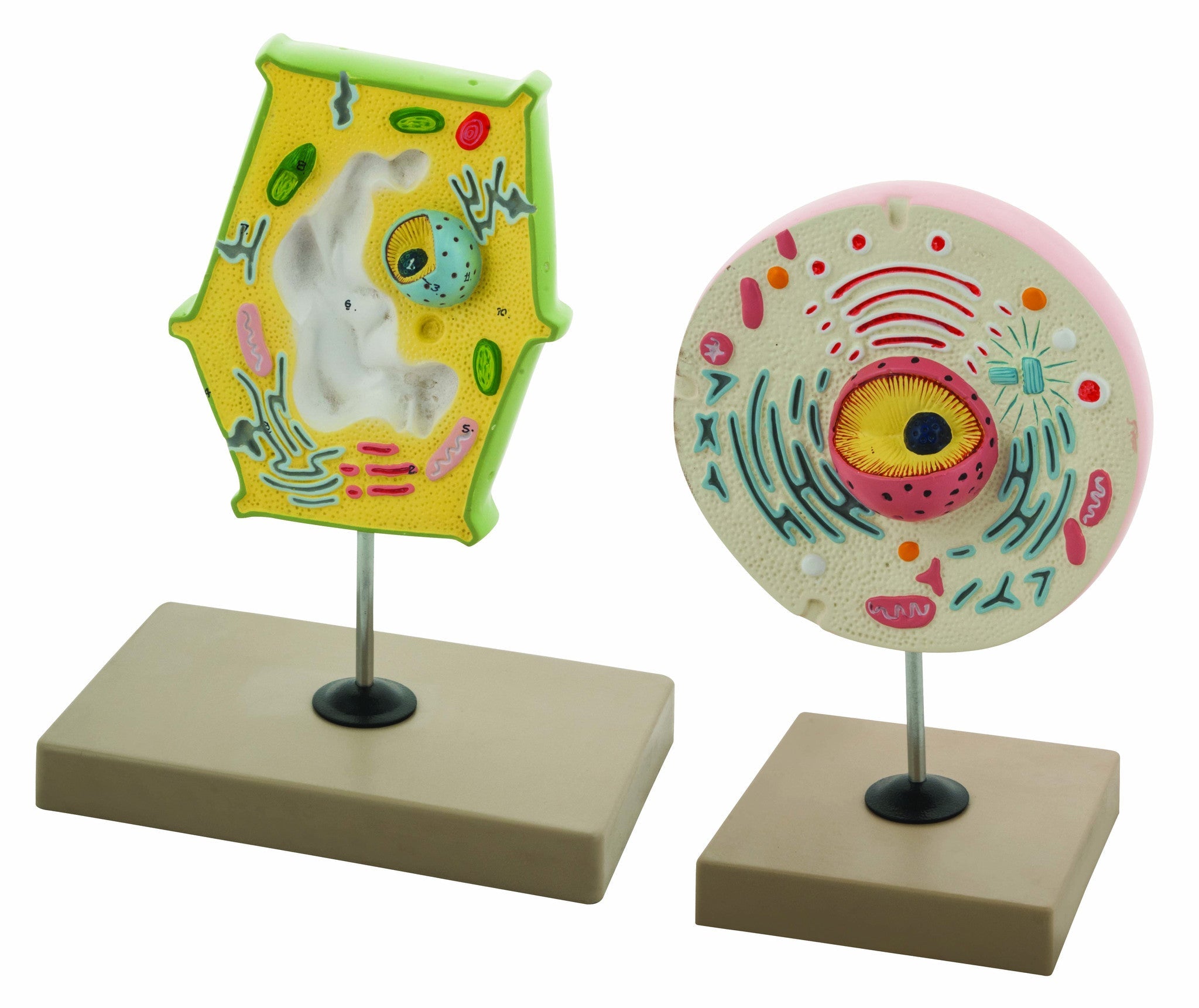 Plant and Animal Cell Comparison Model
