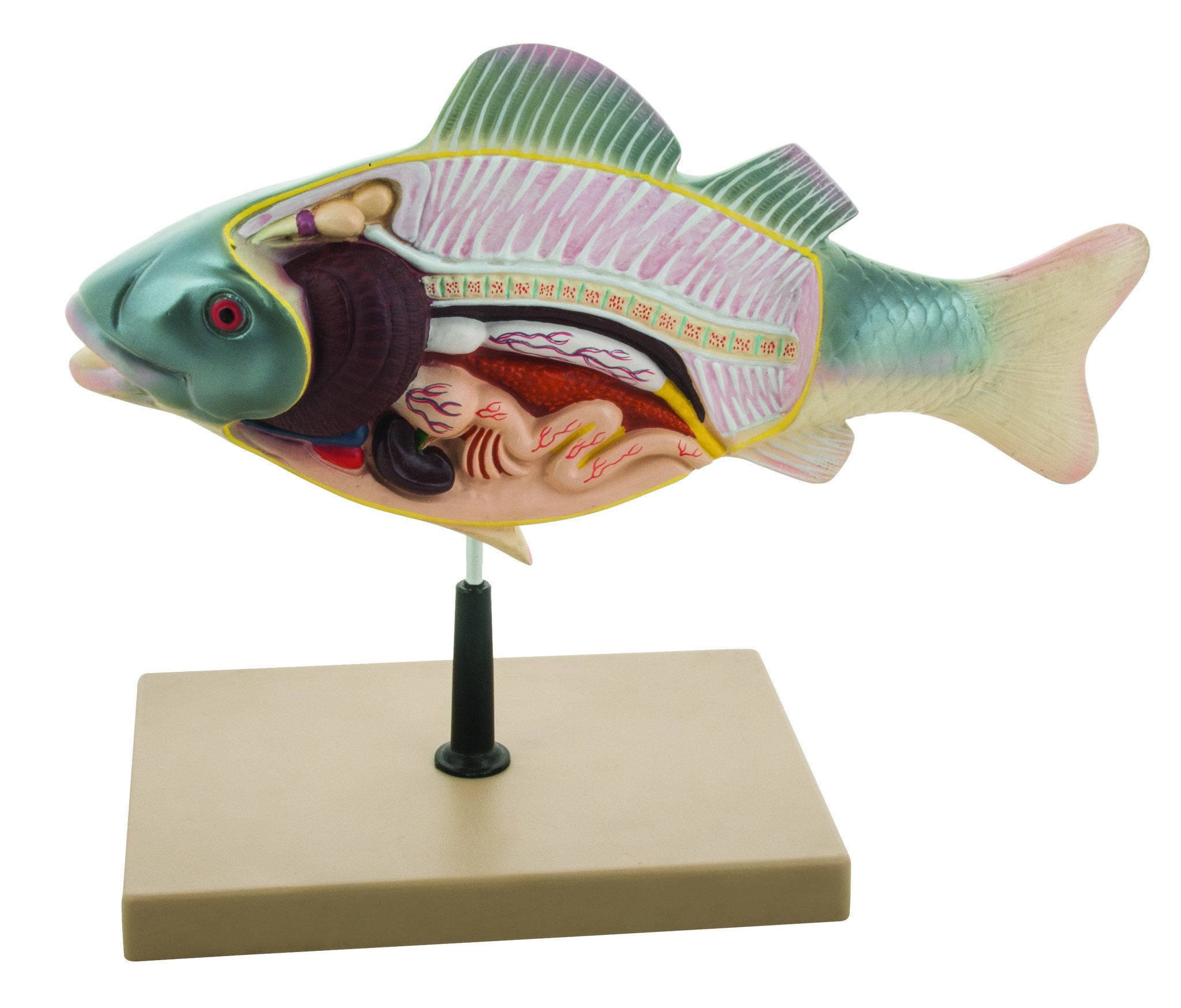 3D Fish Dissection Anatomical Model, 14 inch
