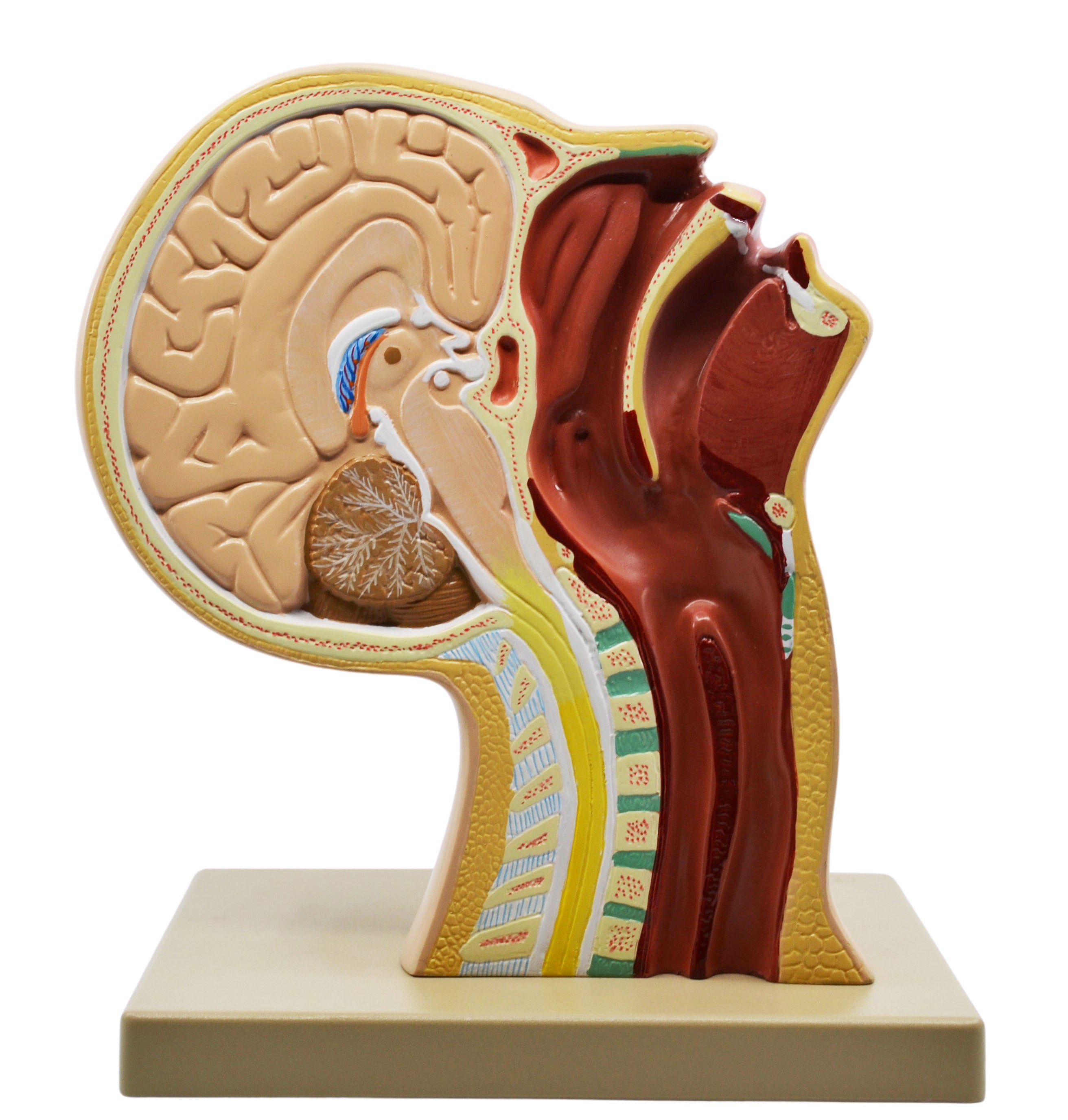 Nasal Swab Training Model