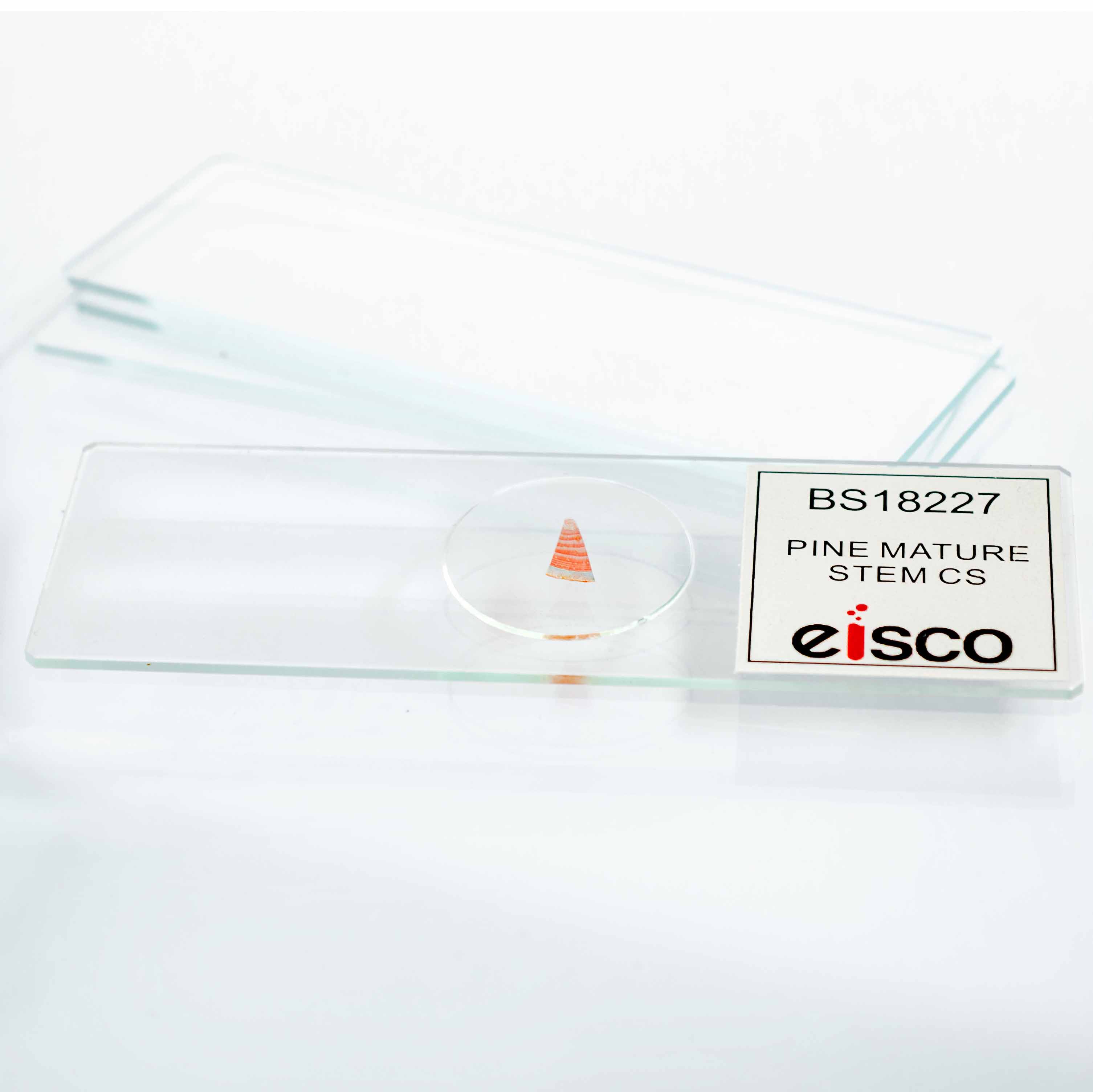 Pine Mature Stem Cross-Section Prepared Microscope Slide