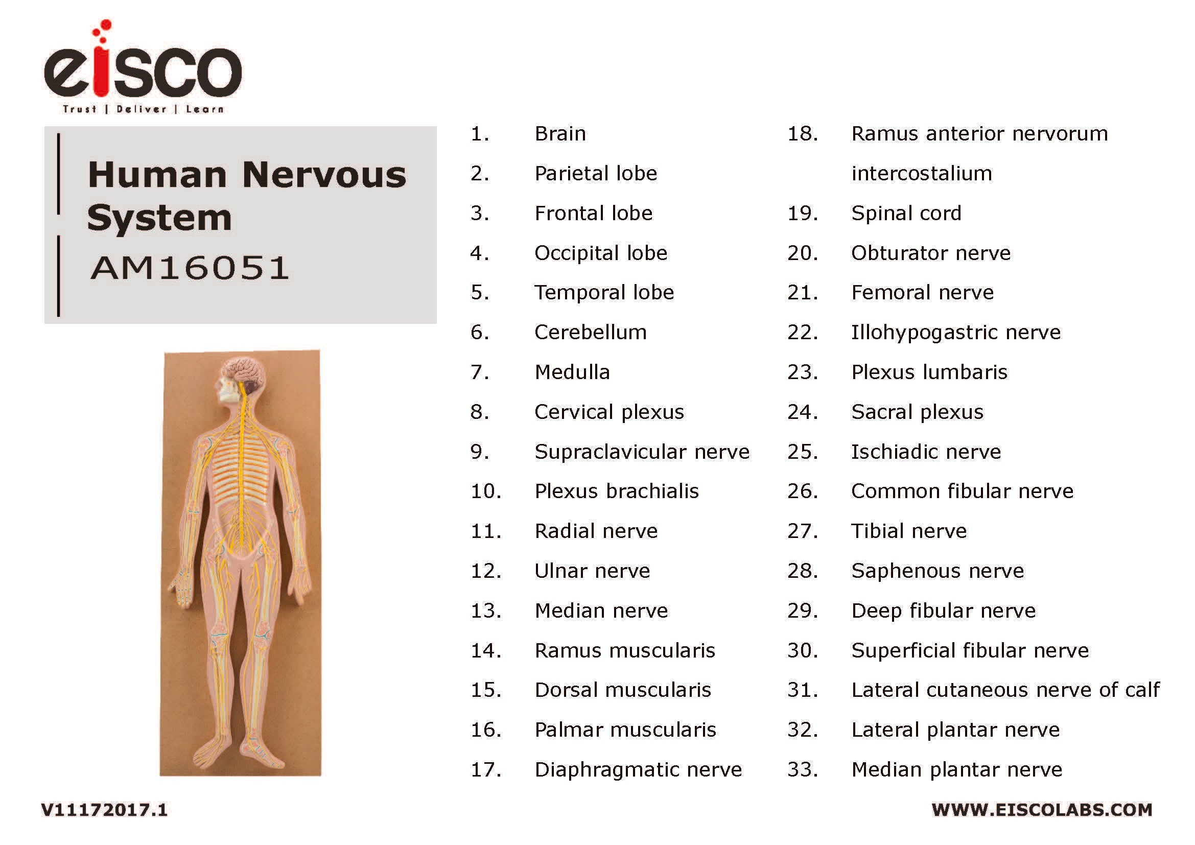 32" Nervous System Model, Mounted