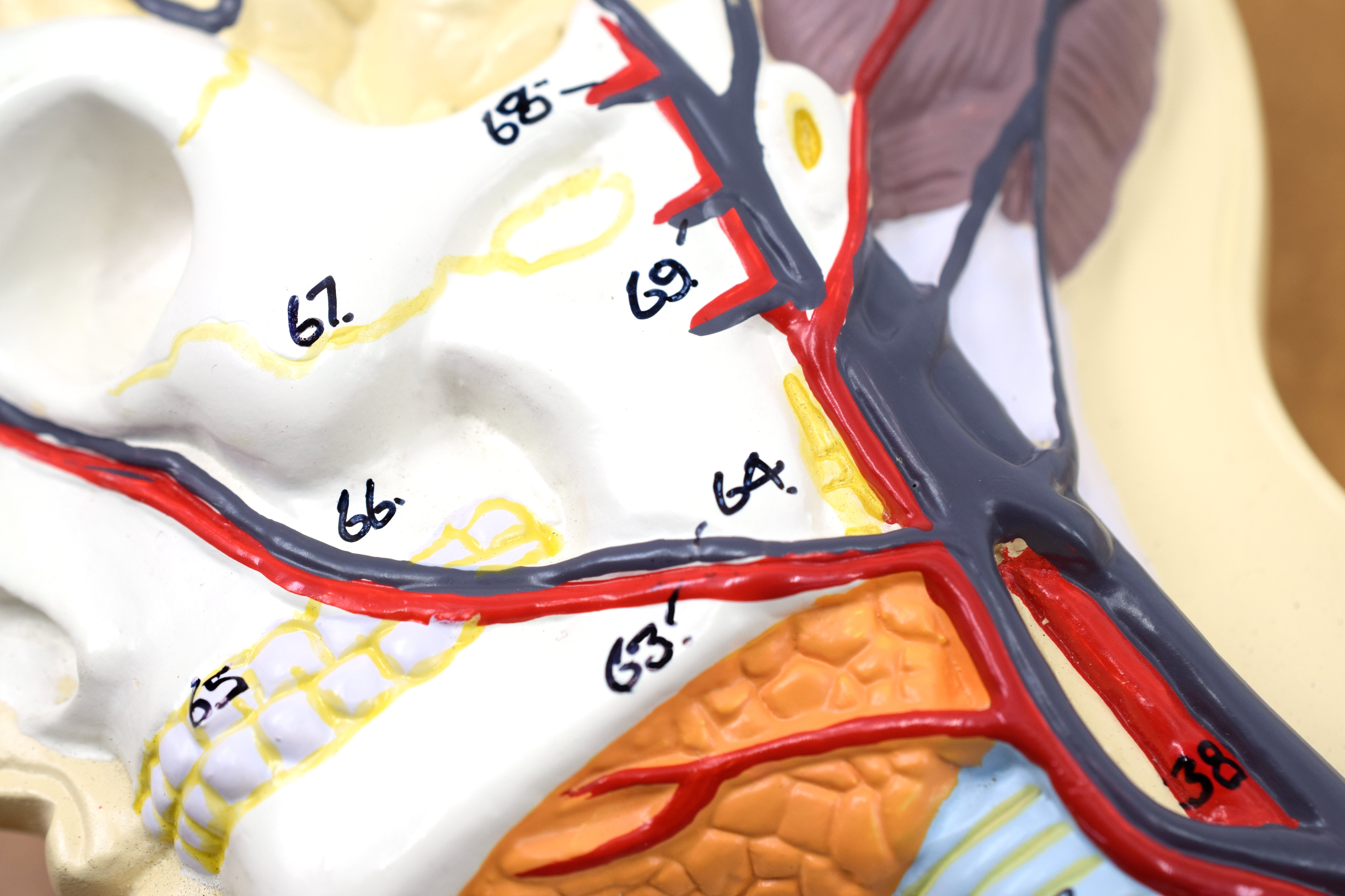 Human Circulatory System Model, Half Natural Size, on 32 x 12" Base