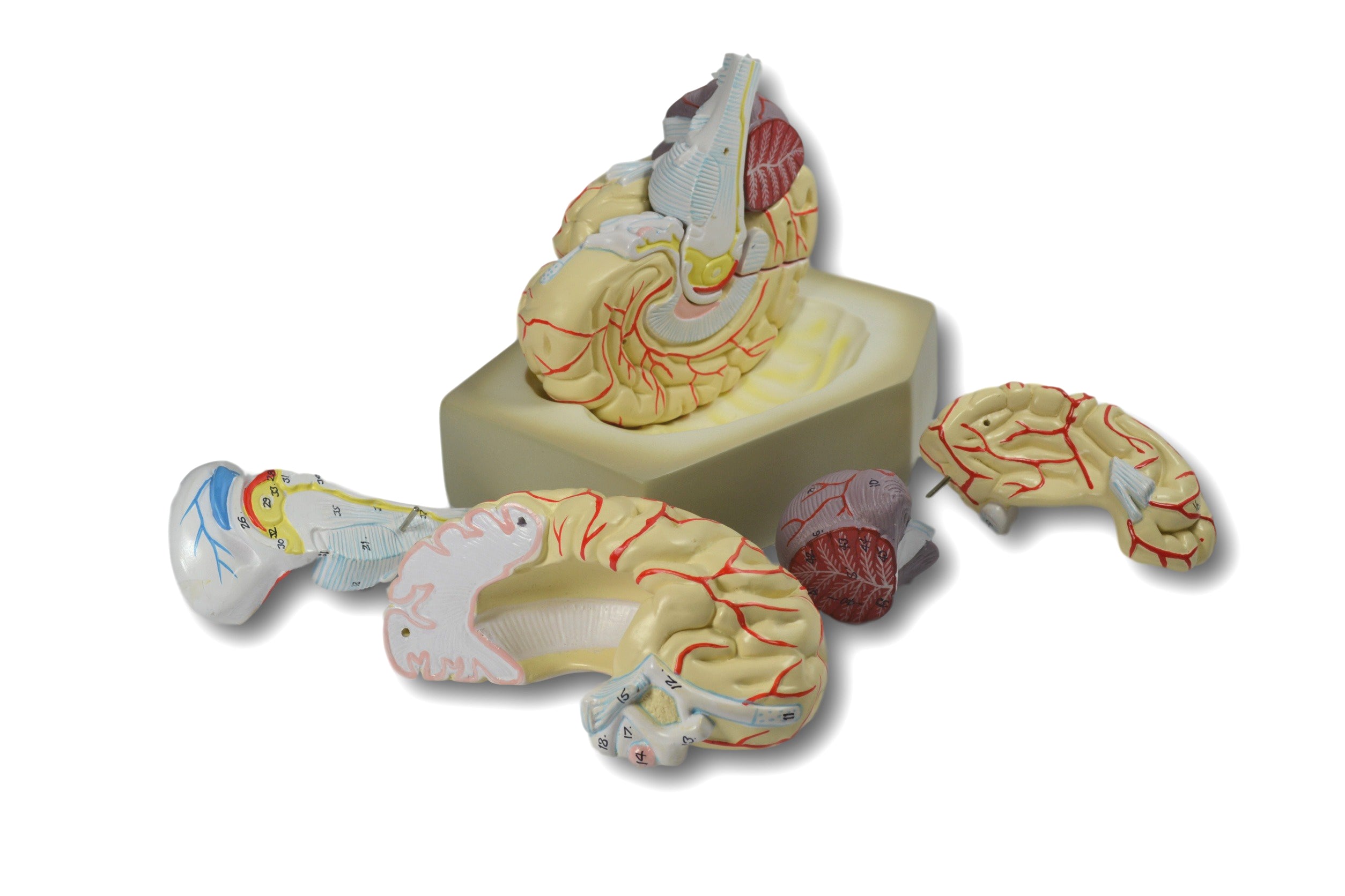 8-Part Human Brain Model